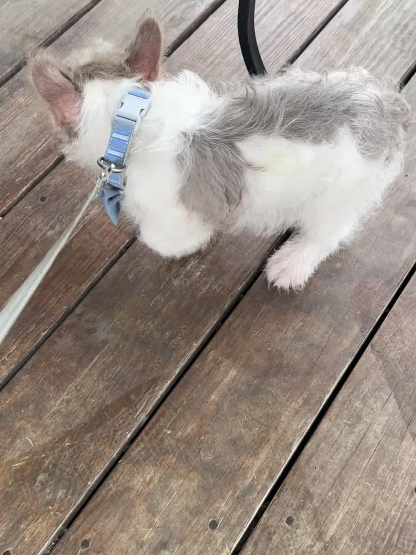 French Bulldog dogs for sale: Adam  - Video 2