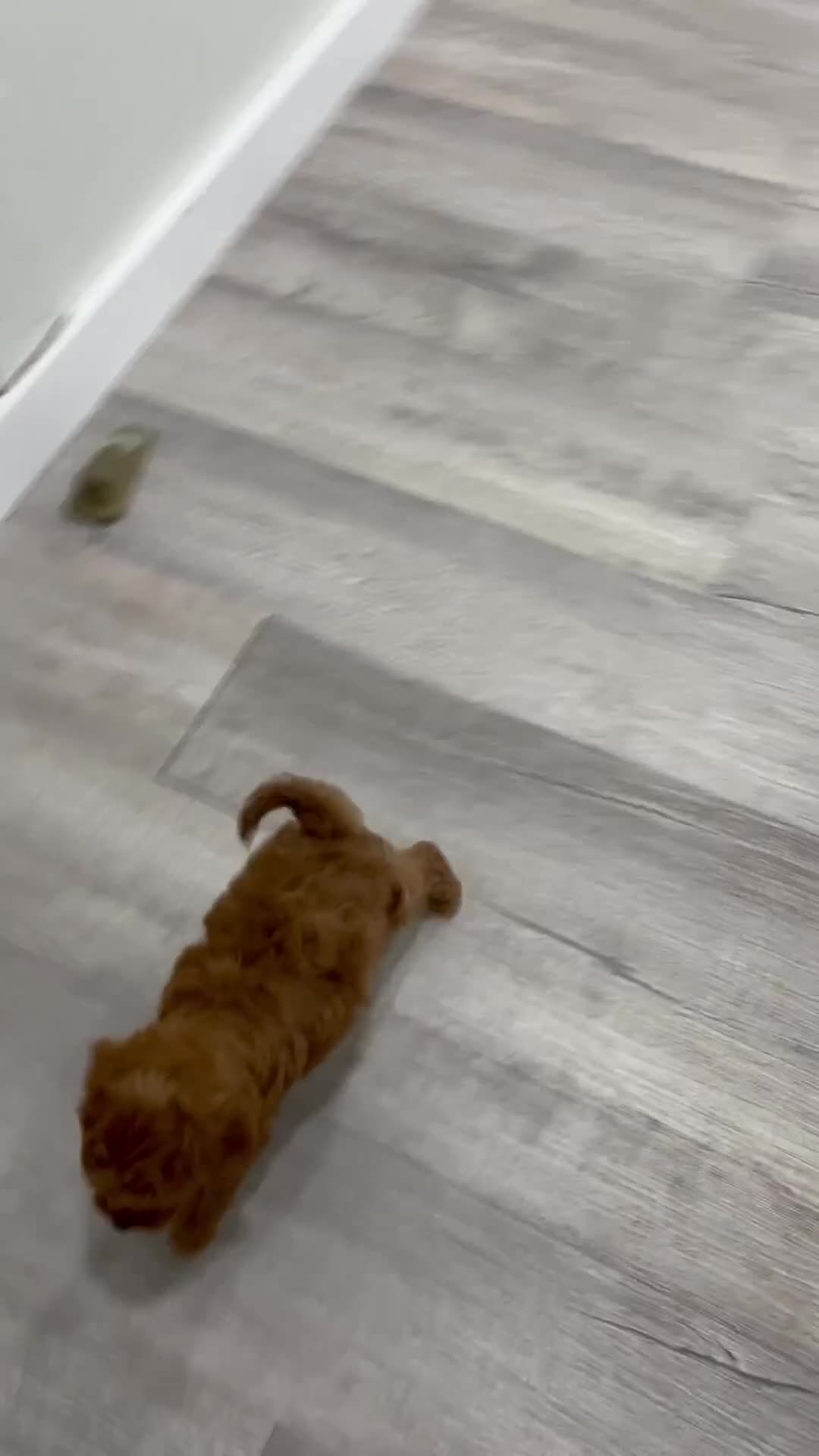 Mini Goldendoodle dogs for sale: Jack - Video 1