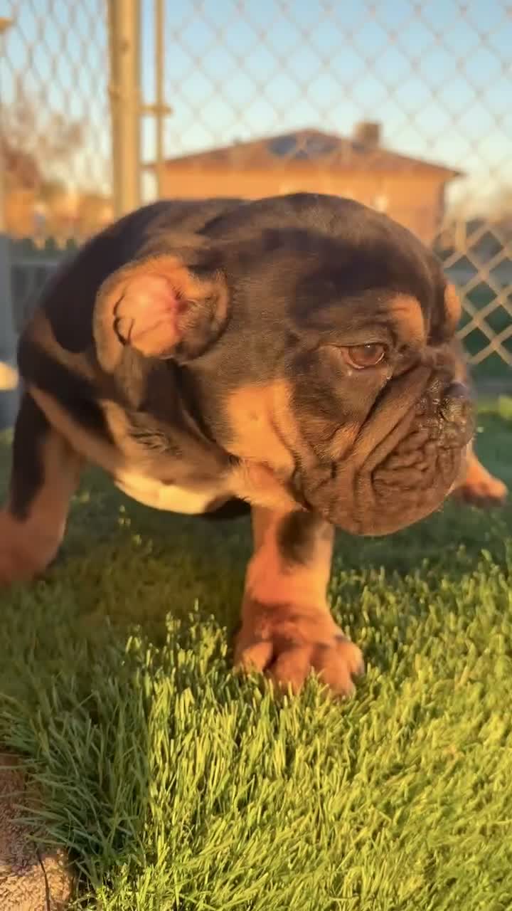 English Bulldog dogs for sale: KINGSTON – Black Tan Tri Loverboy in LA, CA - Video 5