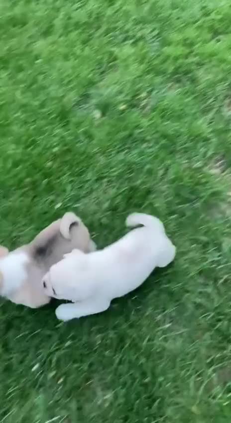 Pug dogs for sale: S’mores  - Video 1