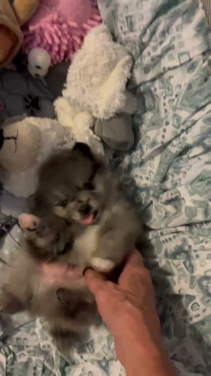 Pomeranian dogs for sale: Pomeranian 1 - Video 1