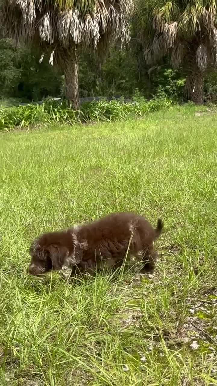 Miniature Labradoodle dogs for sale: Scott - Video 1