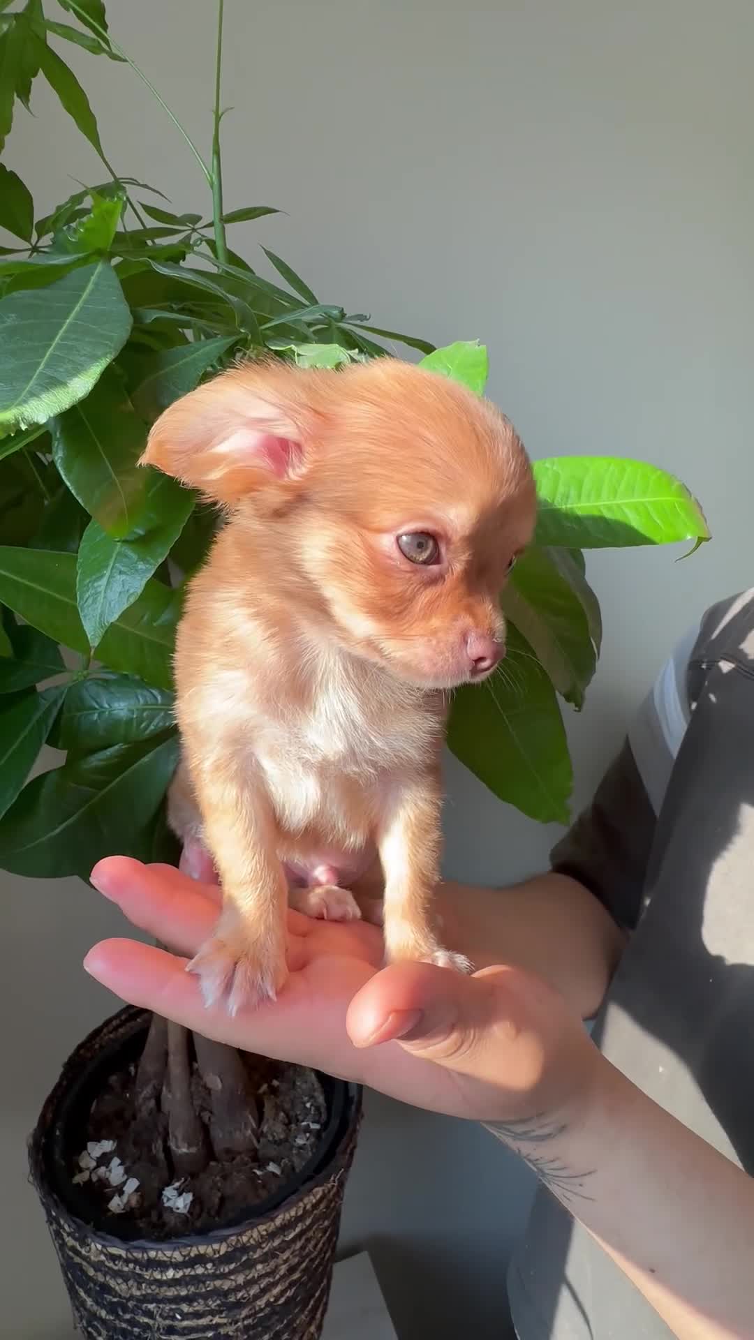 Chihuahua dogs for sale: sam - Video 3