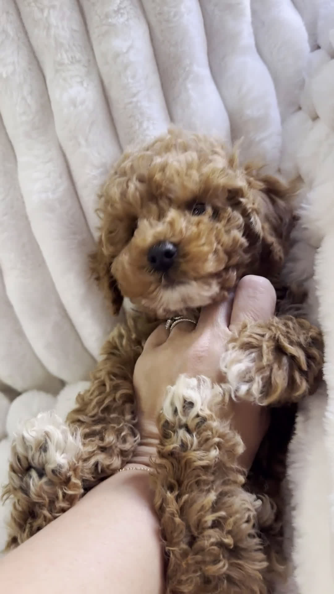 Toy Poodle dogs for sale: Charlie- Home Raised POTTY TRAINING - Video 1
