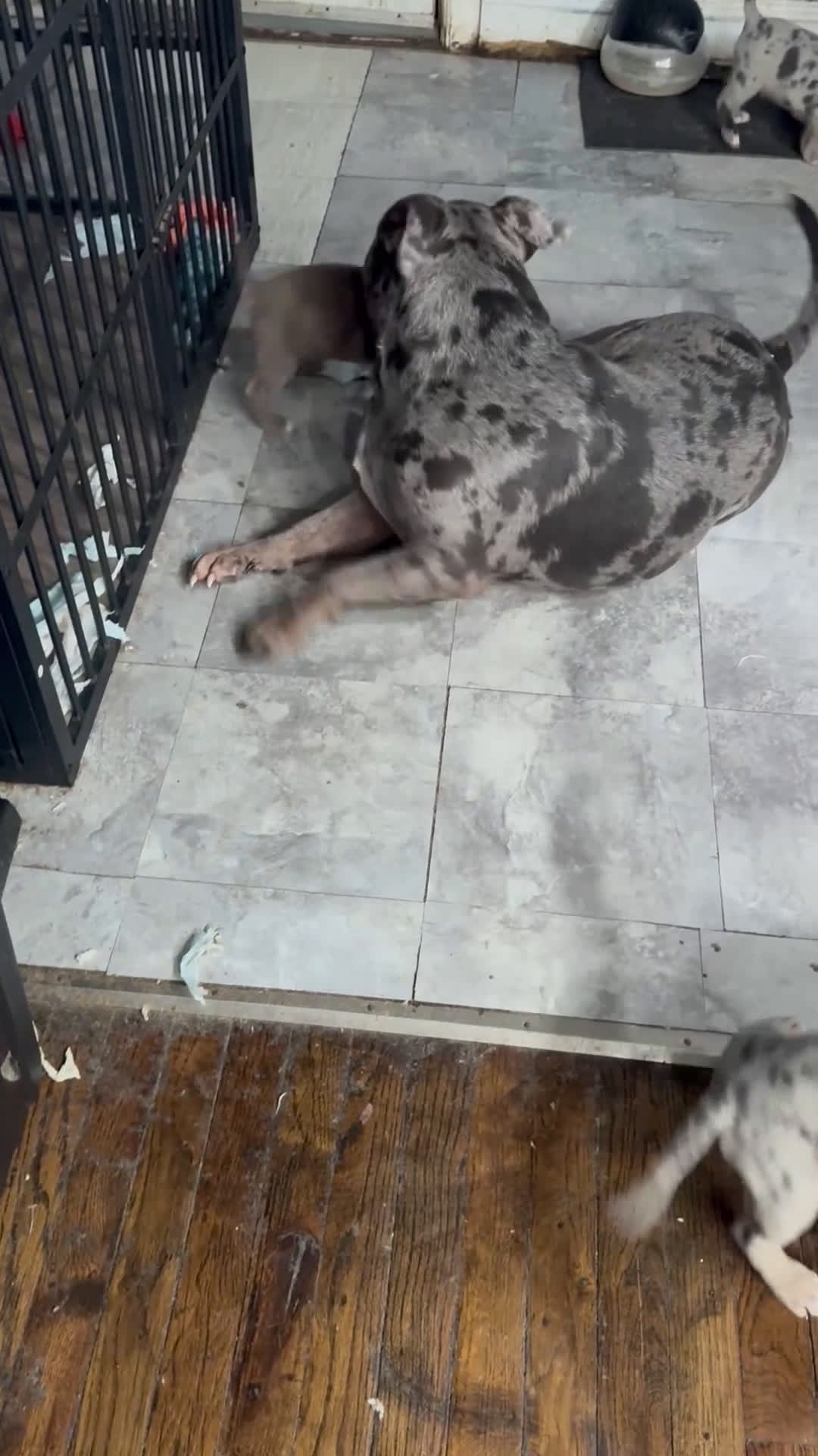 American Bully dogs for sale: American Bully Puppy 2 - Video 1