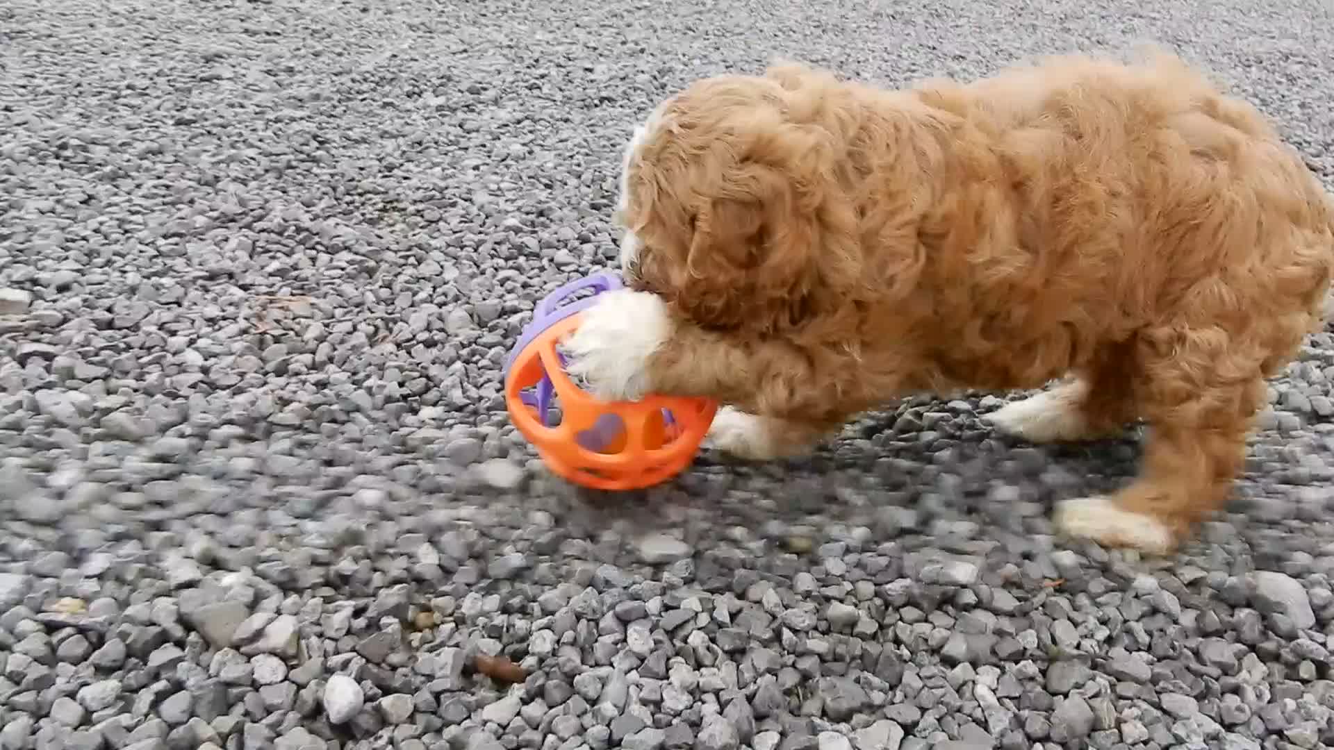 Cockapoo dogs for sale: Blossom - Video 1