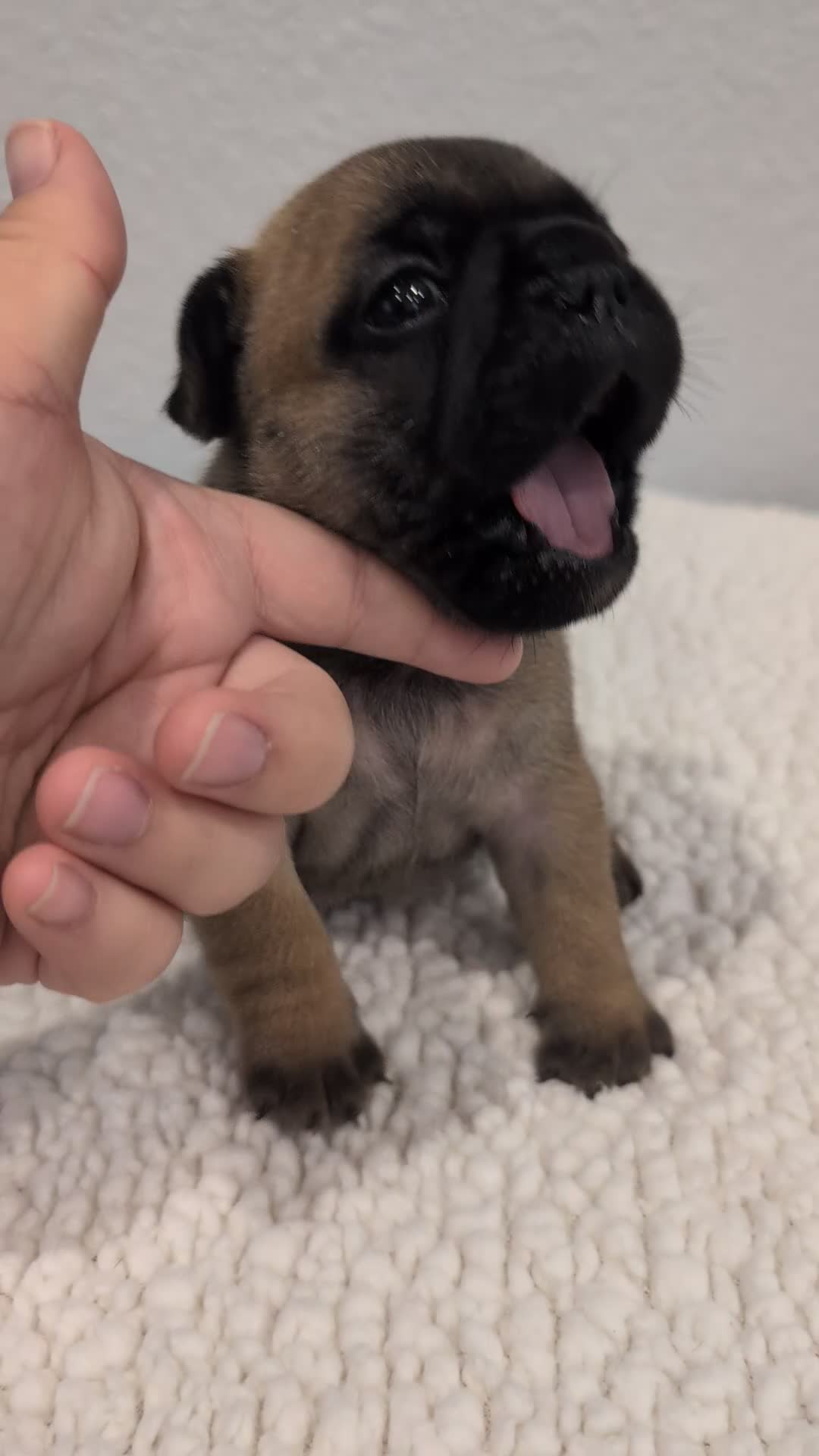 French Bulldog dogs for sale: French Bulldog Girl - Video 1