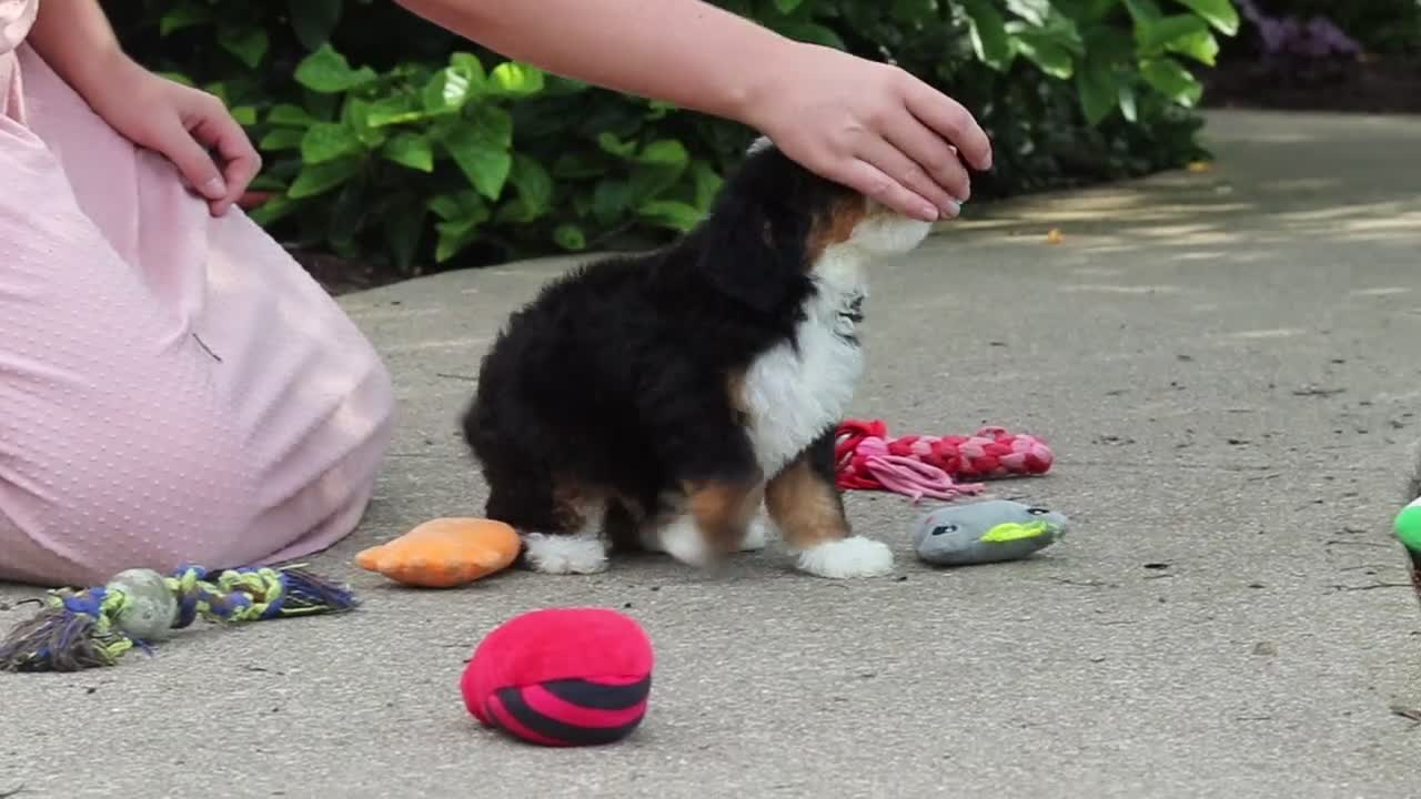 Mini Bernedoodle dogs for sale: Denzel - Video 1