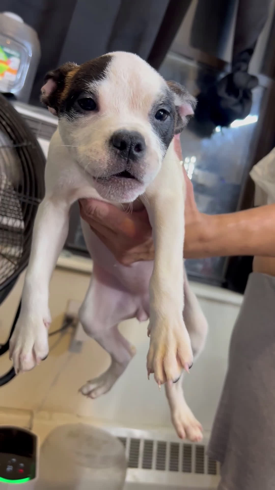 American Bully dogs for sale: American Bully Puppy 4 - Video 2