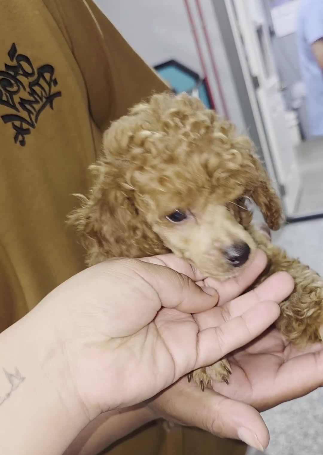 Toy Poodle dogs for sale: Toy Poodle Lucy - Video 1