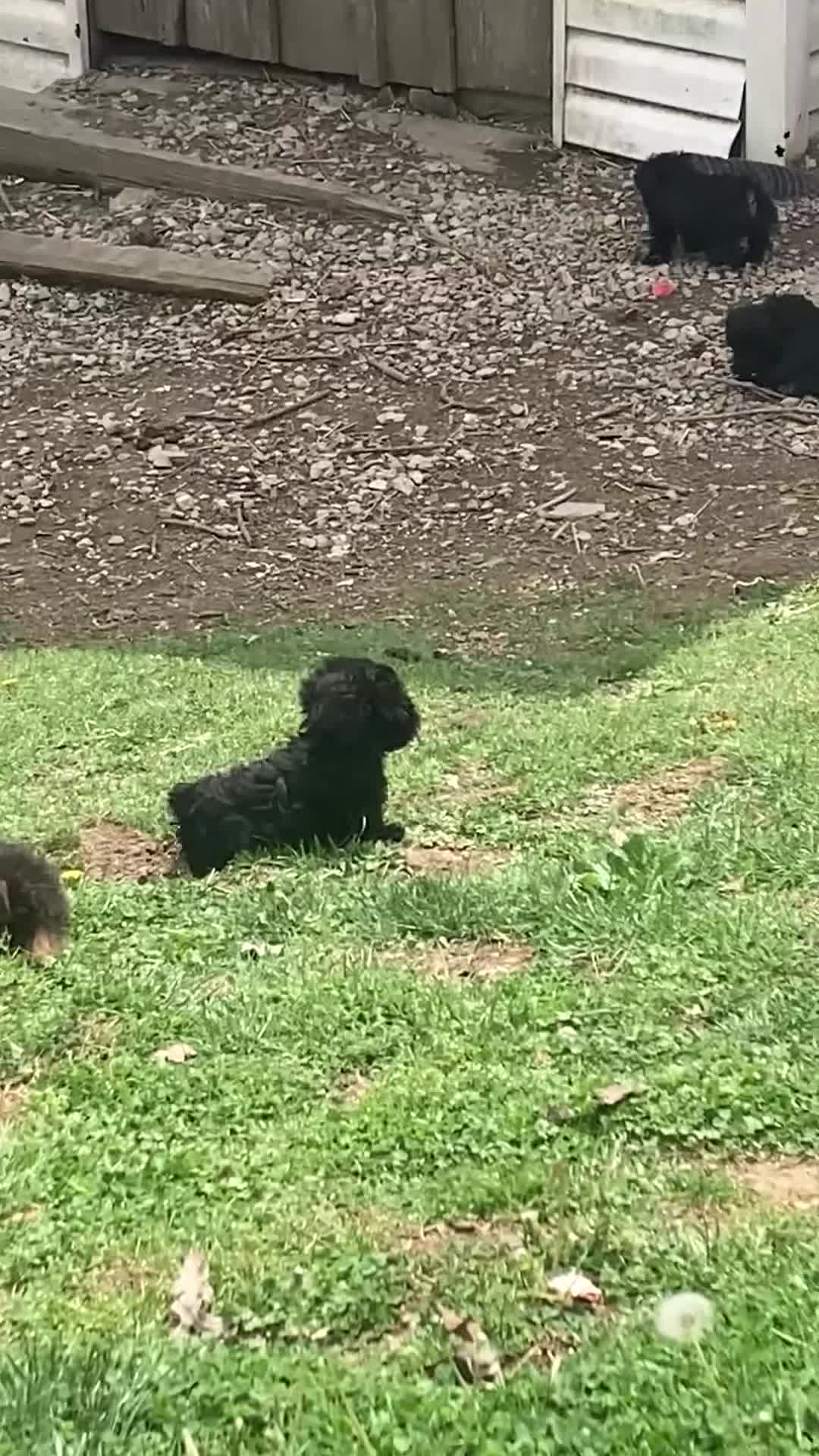 Mixed Breed dogs for sale: Mixed Breed Puppy 1 - Video 1