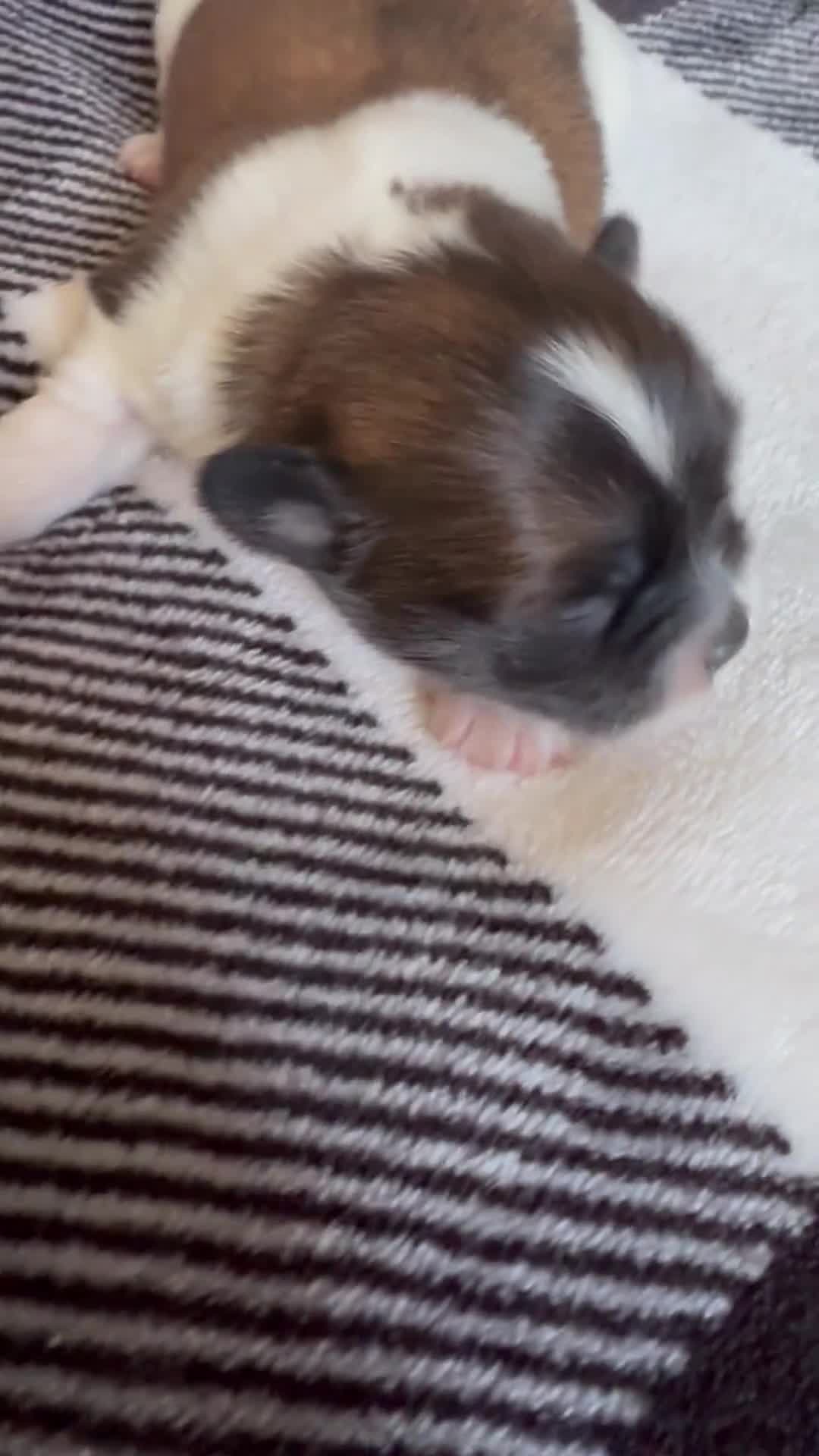 Shihpoo dogs for sale: Shihpoo Puppy 1 - Video 1