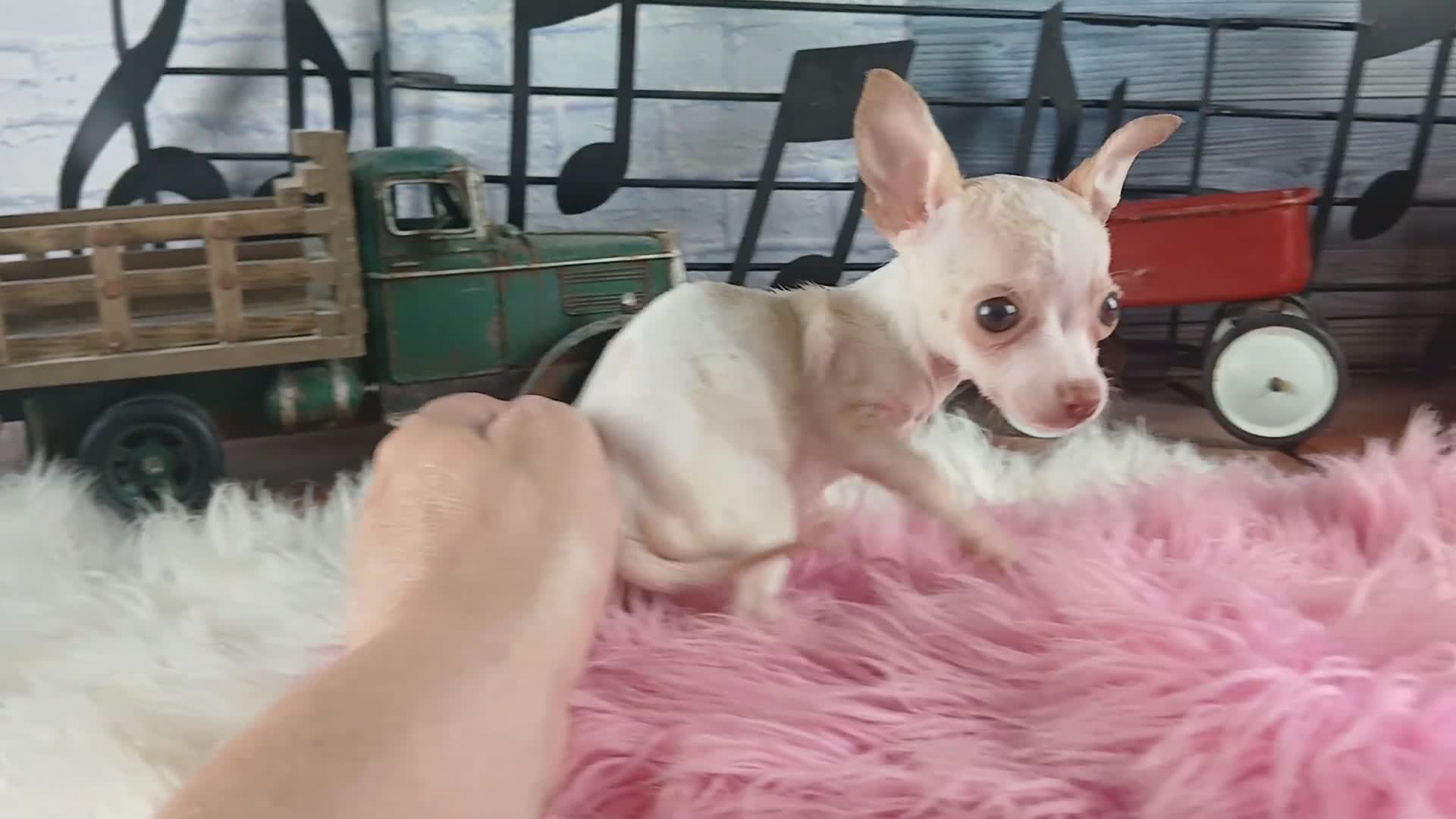 Chihuahua dogs for sale: Micro Teacup white female. Hand Delivery  - Video 2