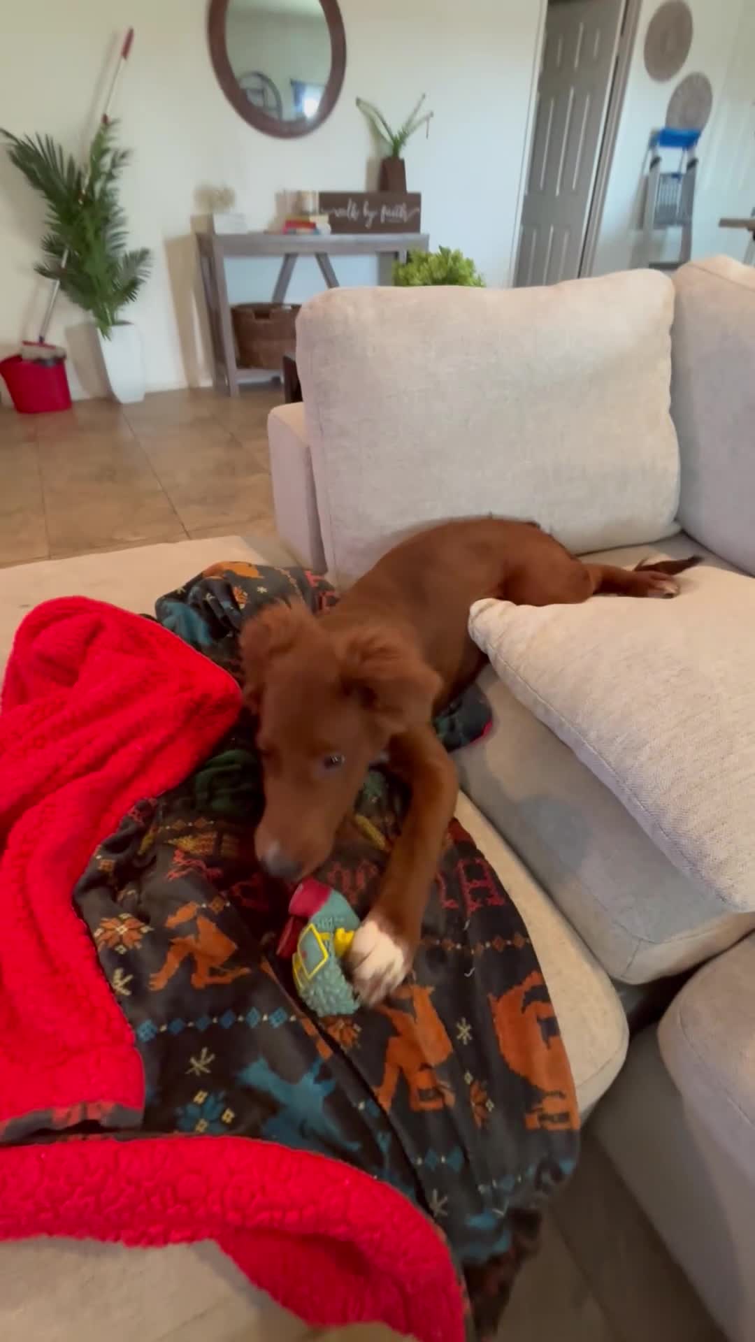 Mixed Breed dogs for sale: Biscuit  - Video 1