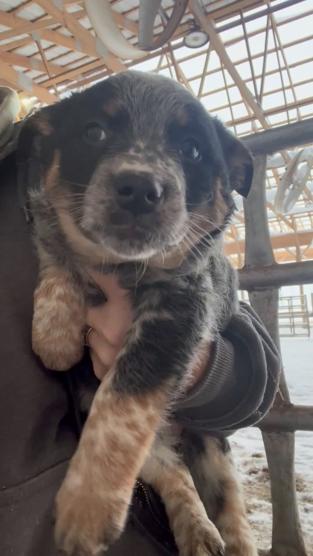 Australian Cattle Dog dogs for sale: Felicia - Video 1