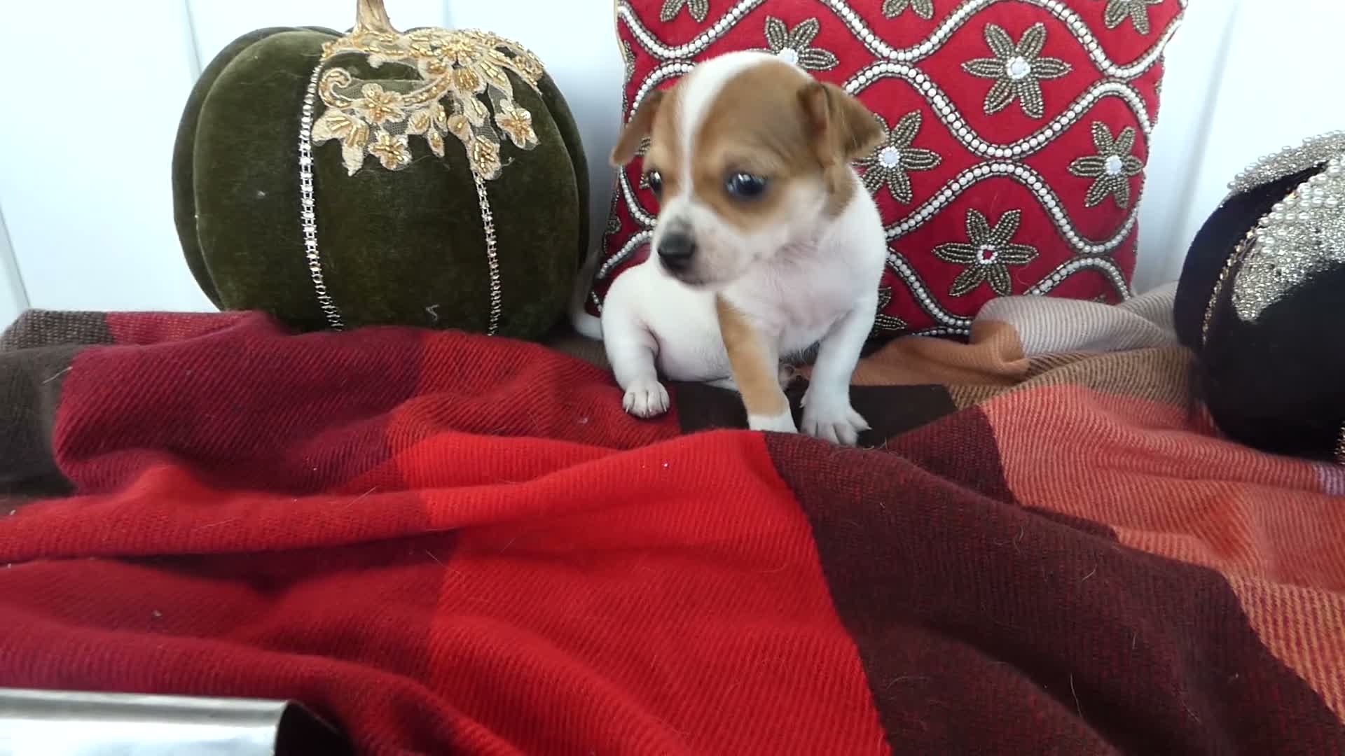 Chihuahua dogs for sale: Chihuahua 4 Darla - Video 1