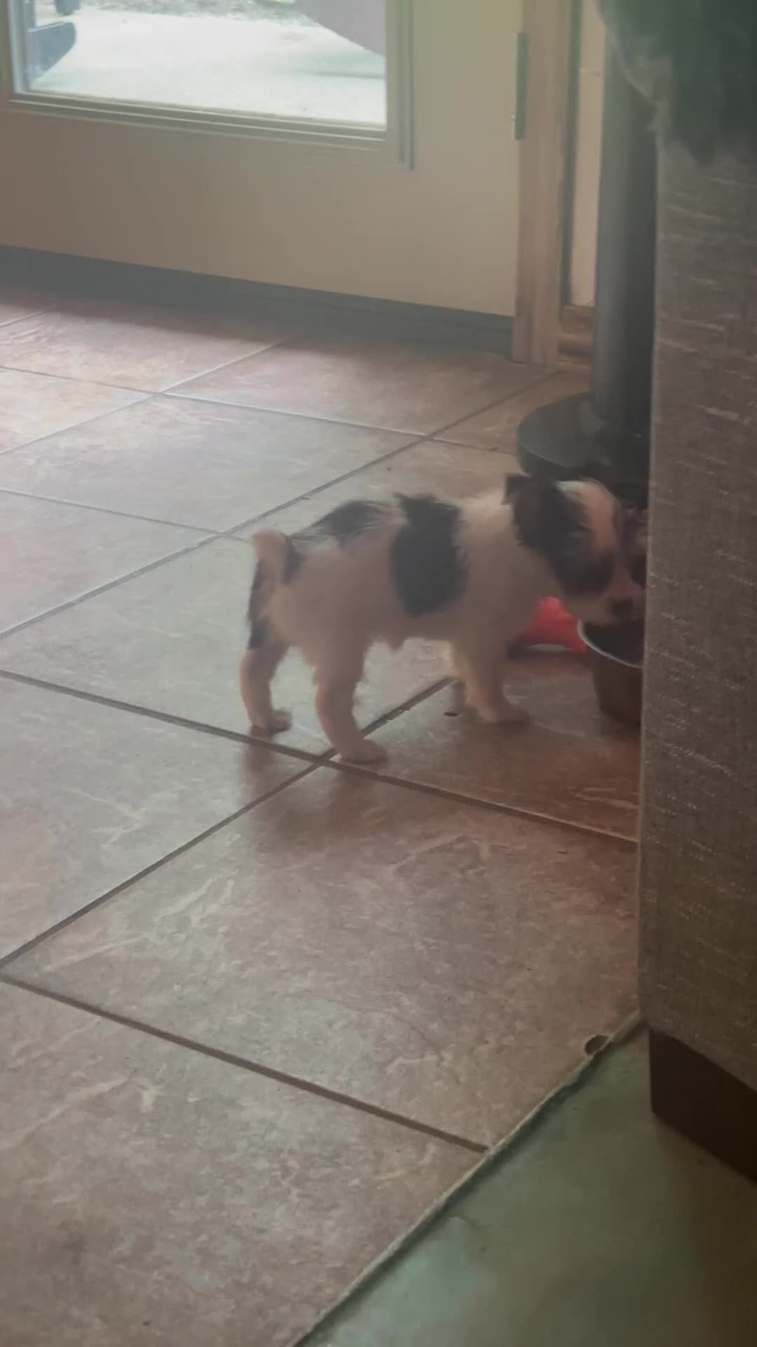 Yorkshire Terrier dogs for sale: AKC Peppy - Video 1