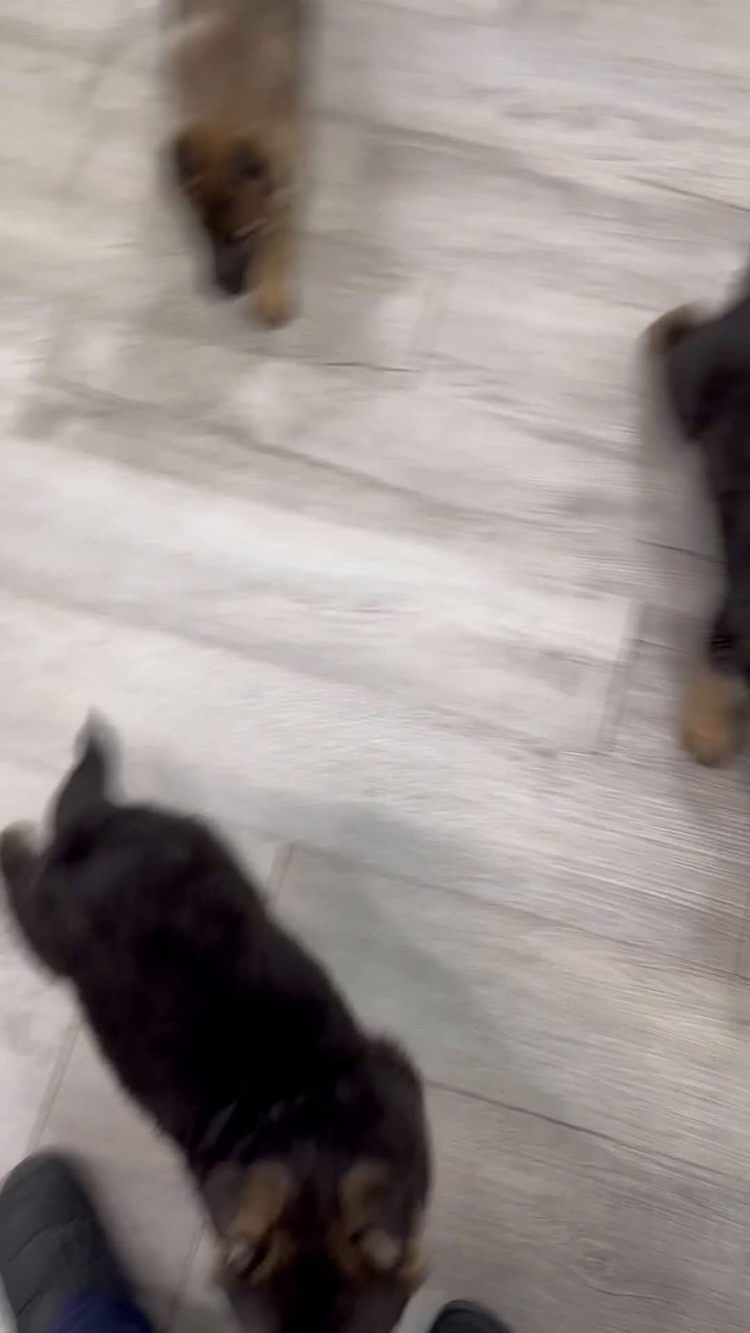 German Shepherd dogs for sale: Kezia - Video 1