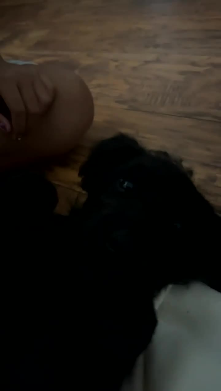 Labradoodle dogs for sale: Bear ,11 weeks old, not 9months - Video 1