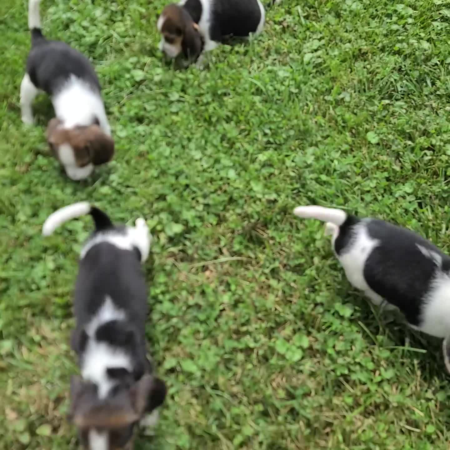 Beagle dogs for sale: Diamond - Video 2