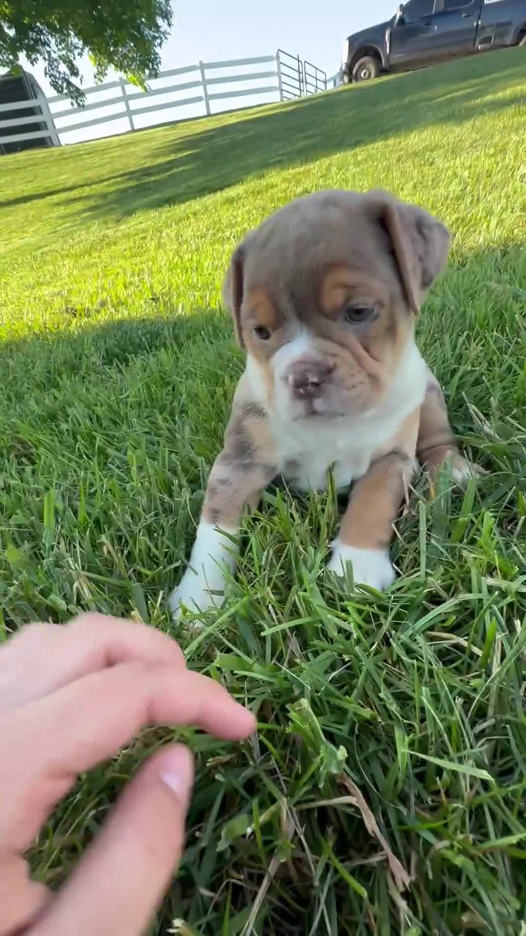 Beabull dogs for sale: Kody - Video 1