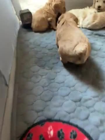 Shihpoo dogs for sale: Shihpoo 5 chewy - Video 2