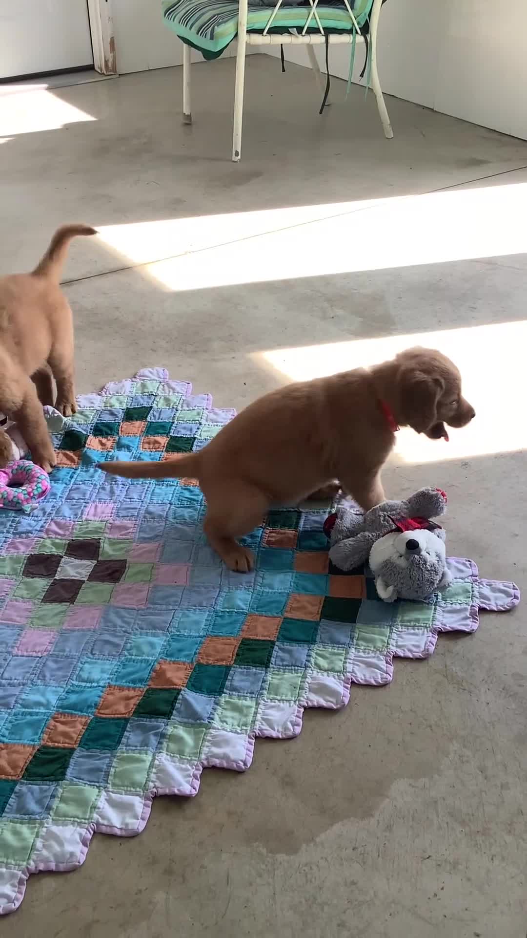Golden Retriever dogs for sale: Golden Retriever 3 Sherry  - Video 2