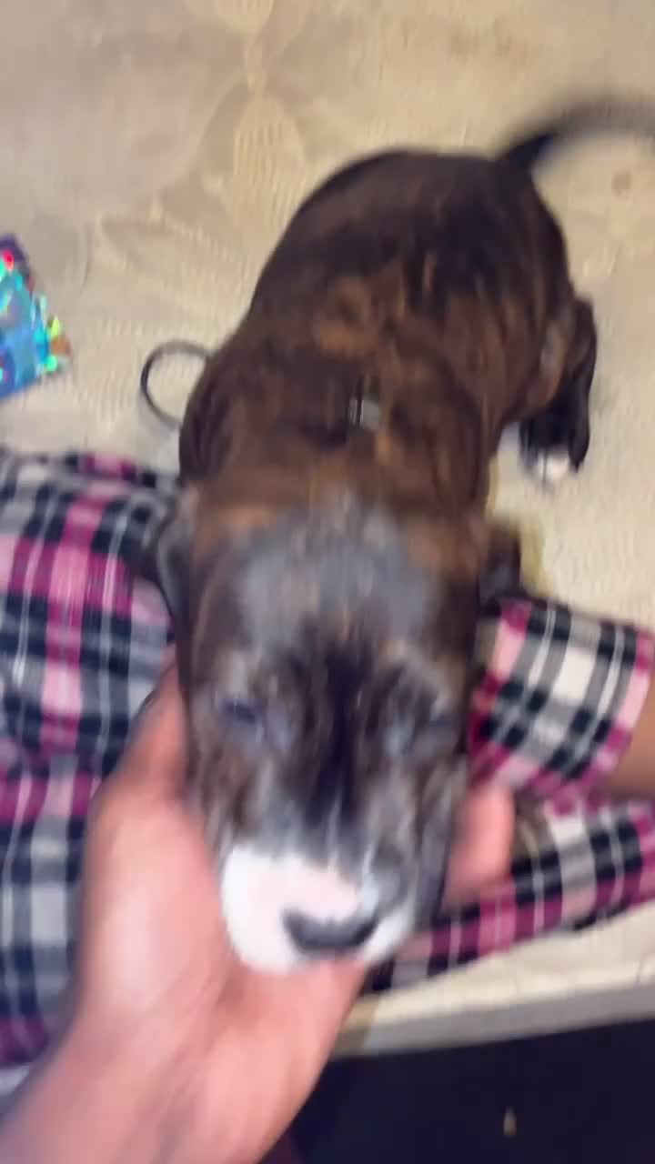 Mixed Breed dogs for sale: Mixed Breed 1 - Video 1