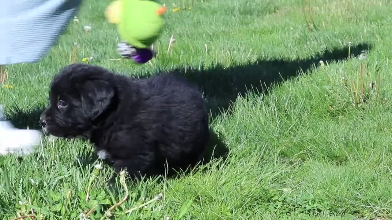 Mixed Breed dogs for sale: Ranger - Video 1