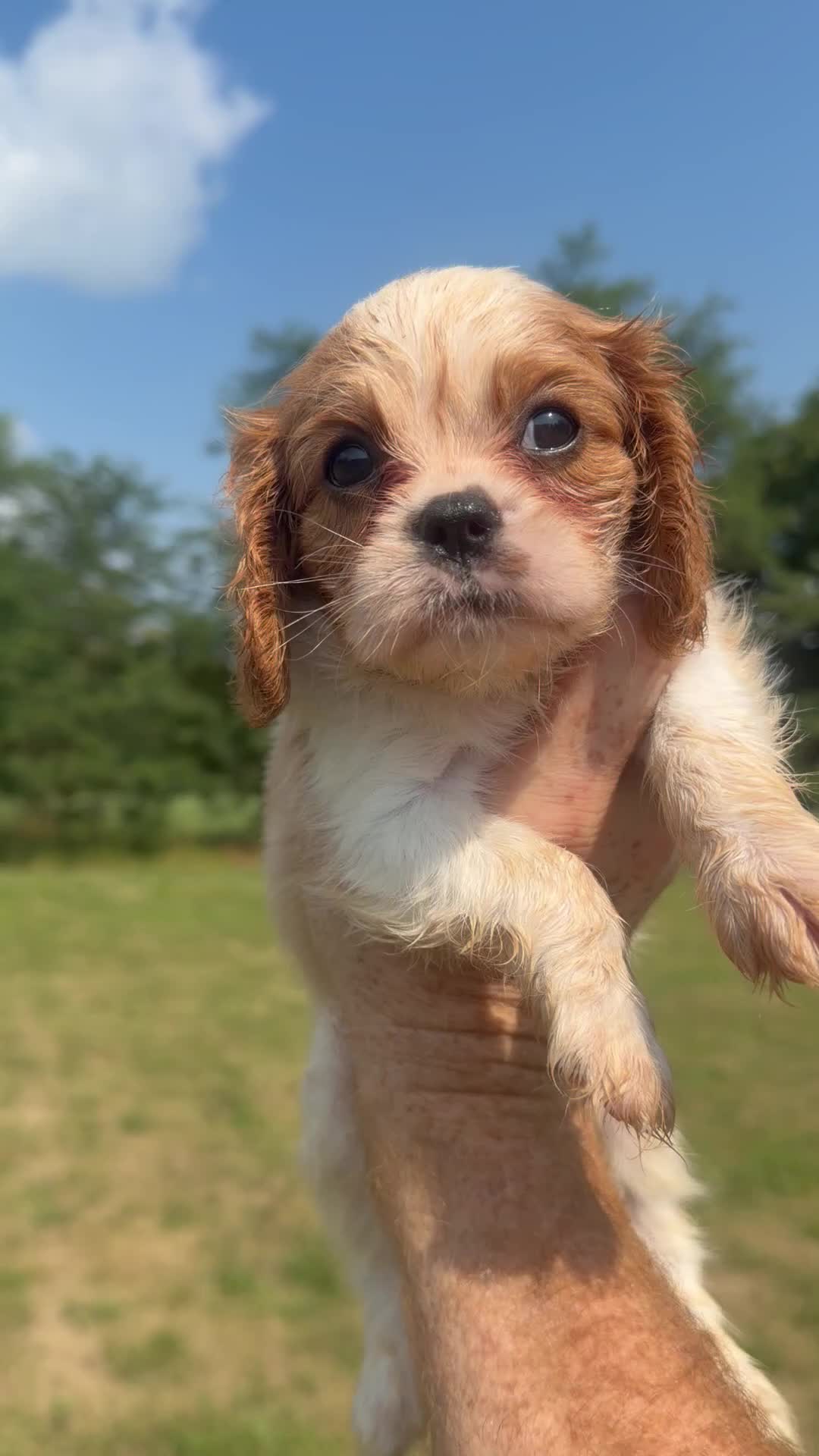Cavalier King Charles Spaniel dogs for sale: Cavalier King Charles Spaniel 3 - Video 1