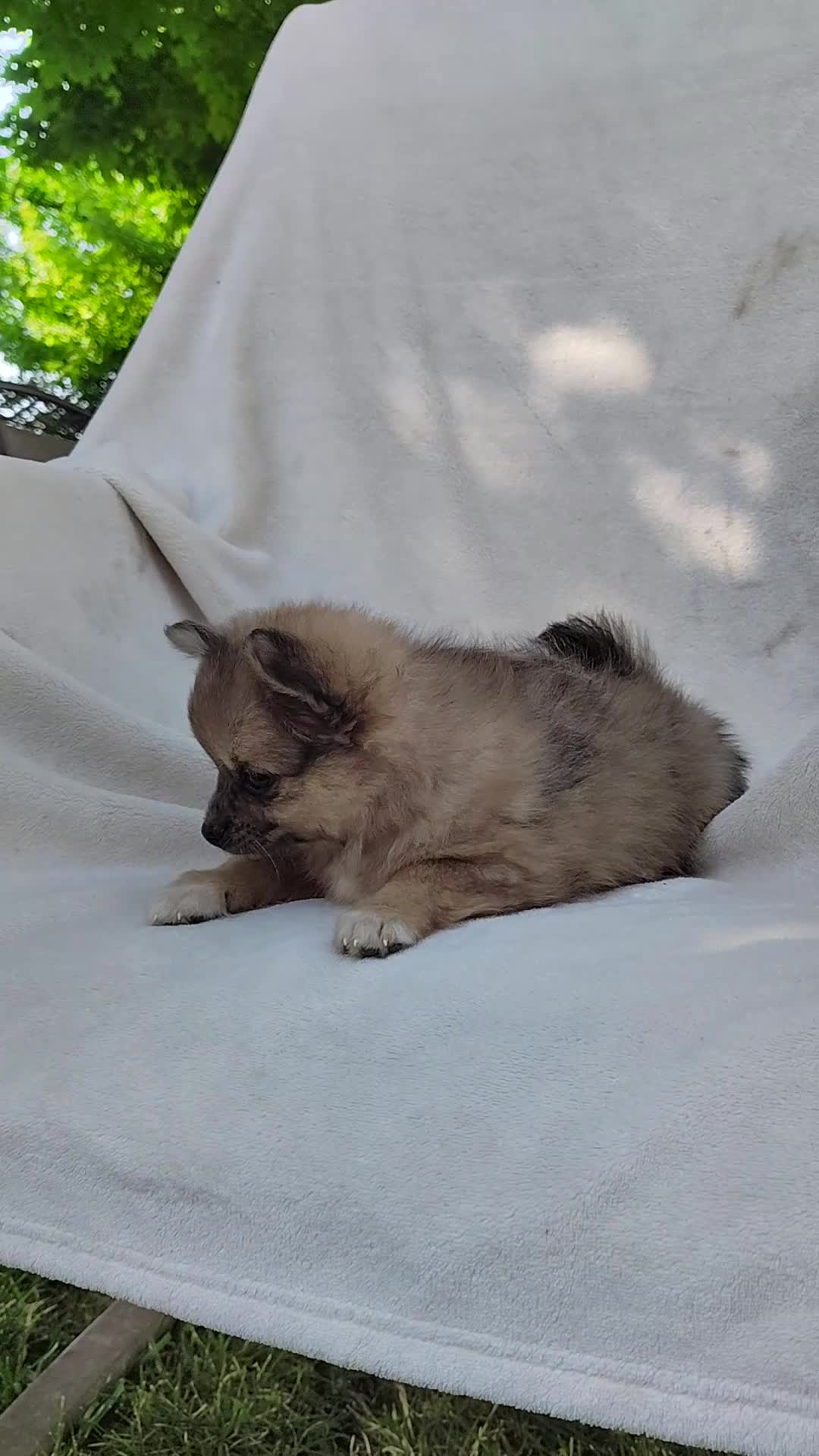 Pomchi dogs for sale: Snickers - Video 1