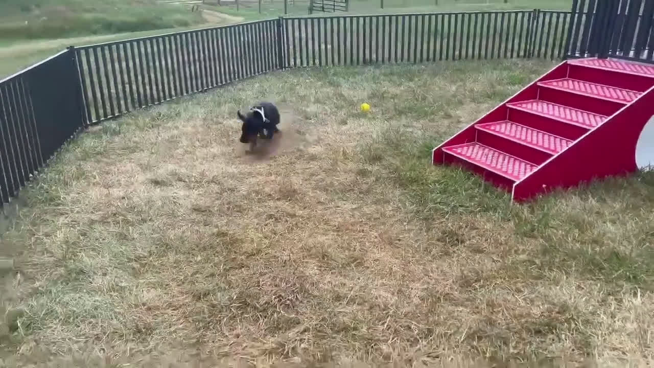 Doberman Pinscher dogs for sale: Zara AKC European Doberman HUGE - Video 3