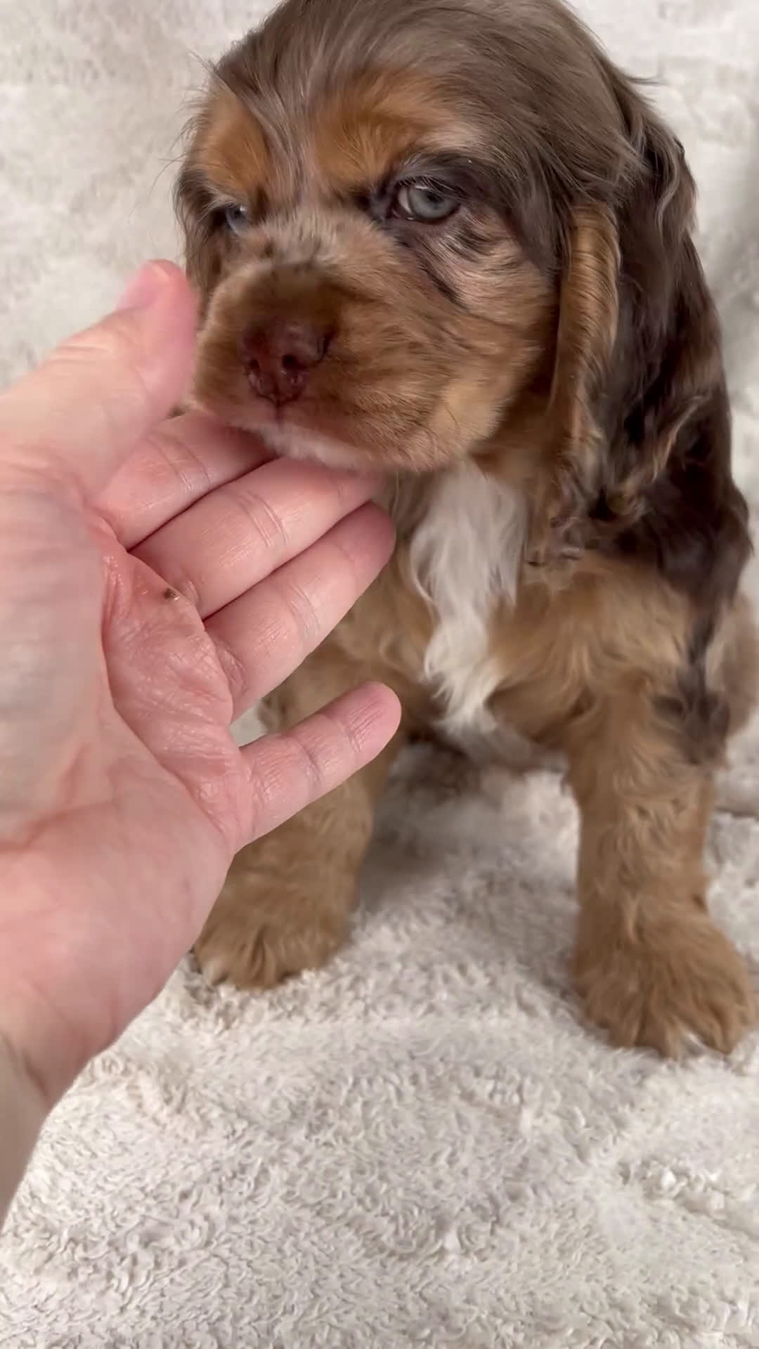 Cocker Spaniel dogs for sale: Banjo - Video 1