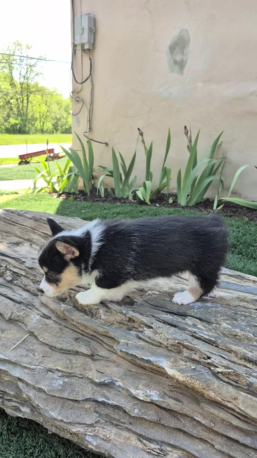 Welsh Corgi Pembroke dogs for sale: Cocoa - Video 1