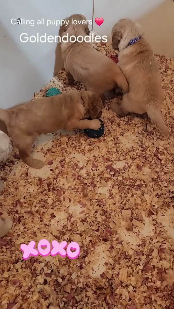 Goldendoodle dogs for sale: Mira - Video 1