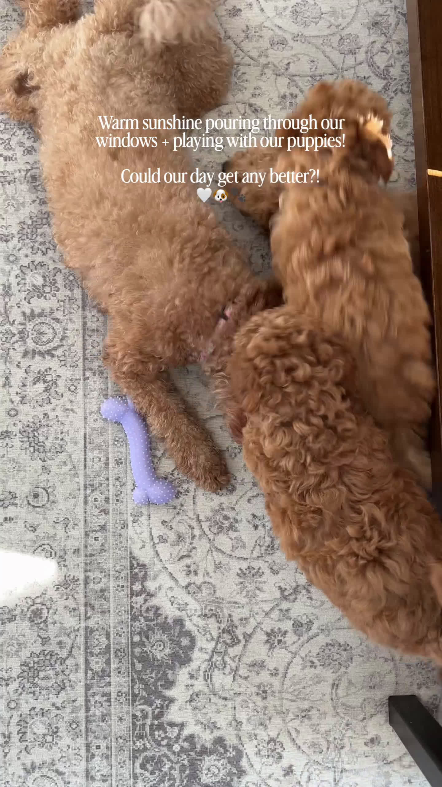 Mini Goldendoodle dogs for sale: Olive  - Video 3