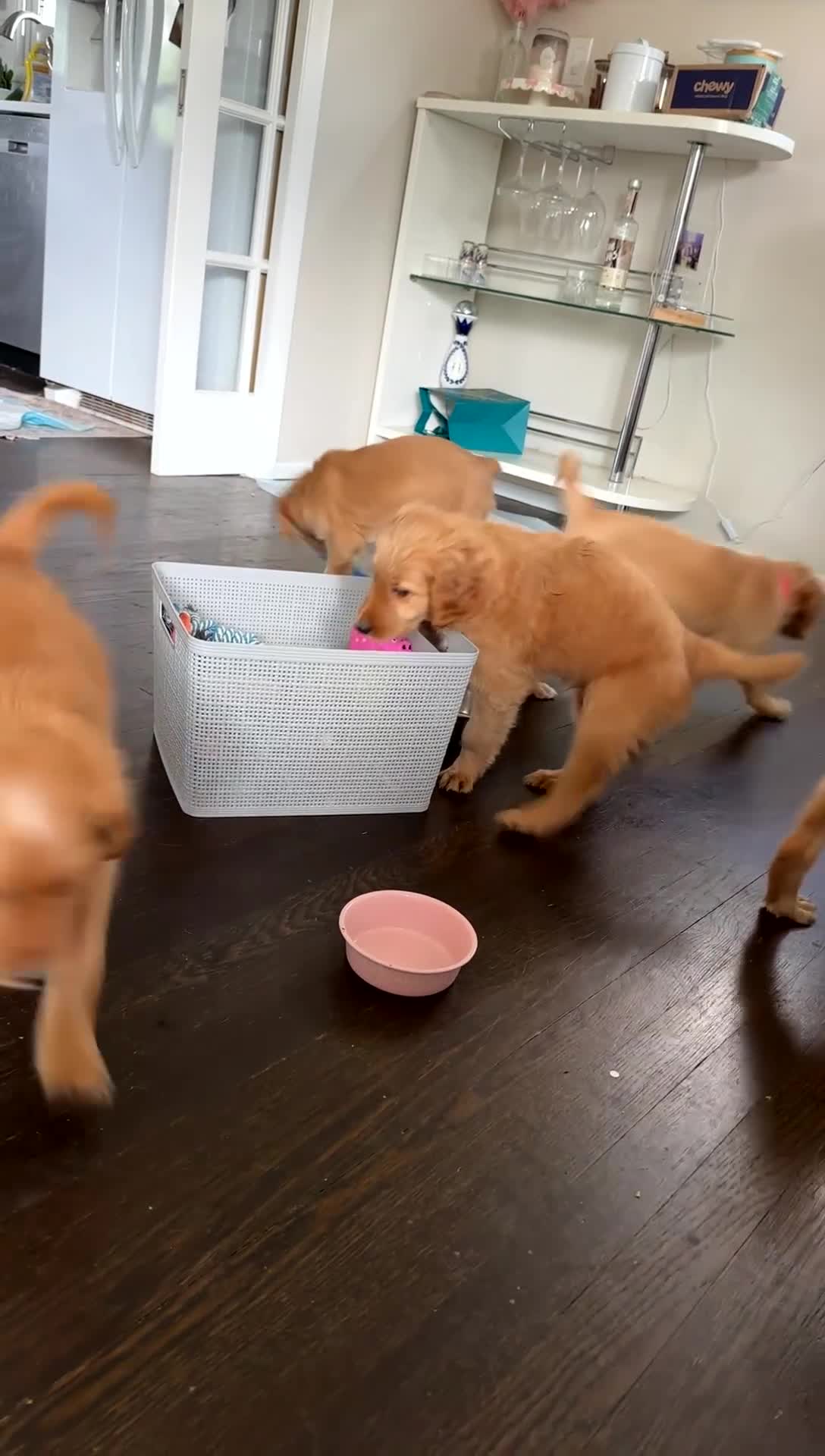 Mixed Breed dogs for sale: Griz - Video 2