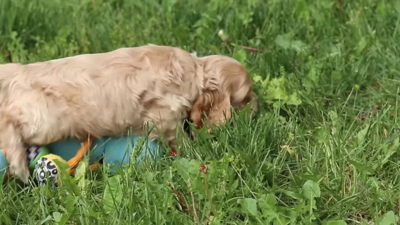 Cocker Spaniel dogs for sale: Clark - Video 3