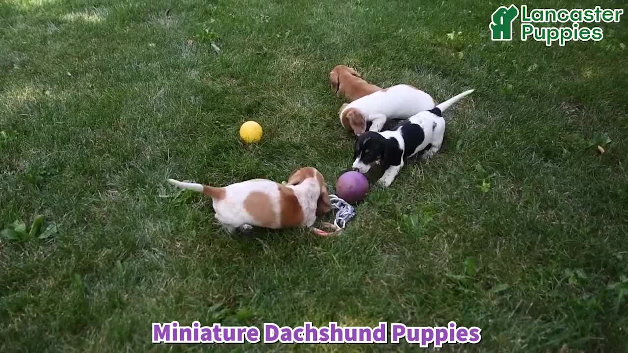 Miniature Dachshund dogs for sale: Jubilee - Video 1