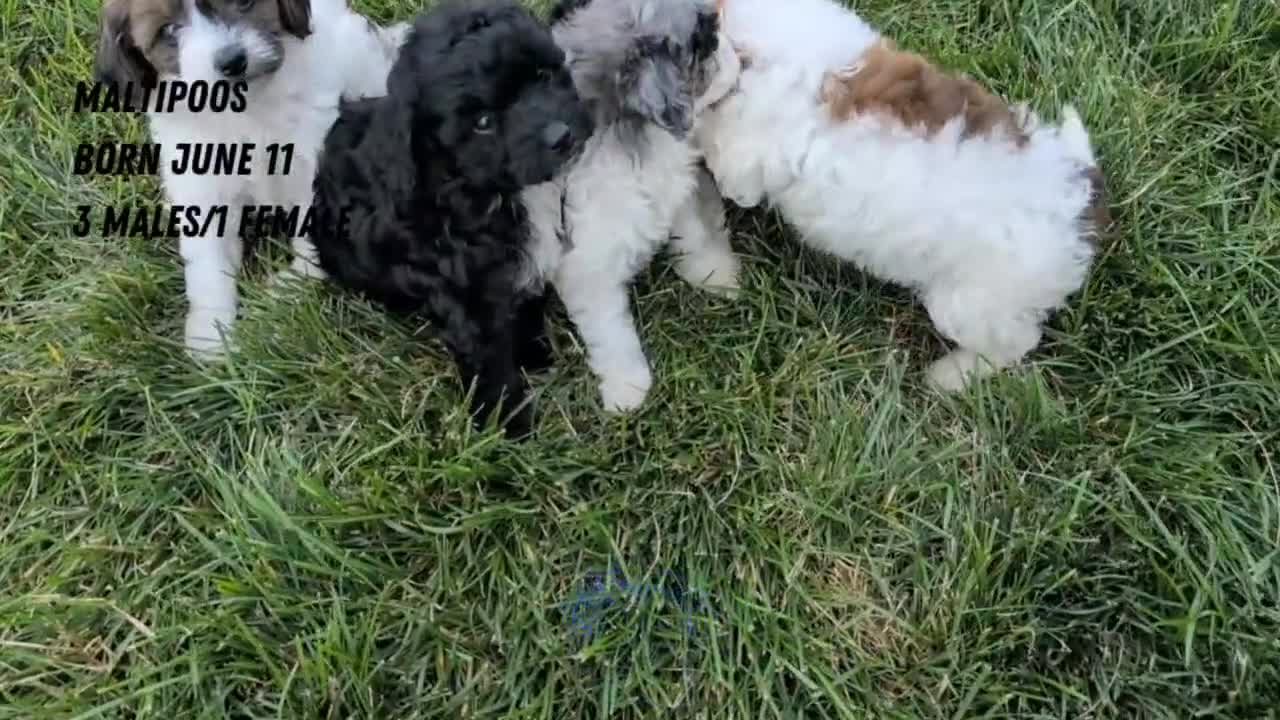Maltipoo dogs for sale: Kylo - Video 2