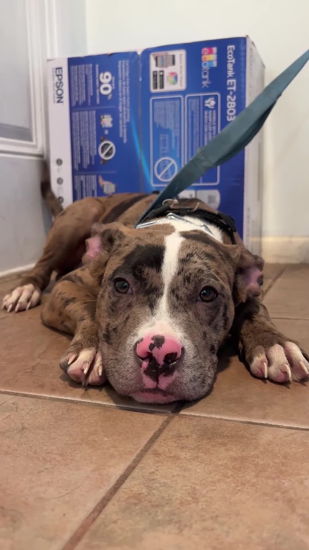 Mixed Breed dogs for sale: Ghost  - Video 1