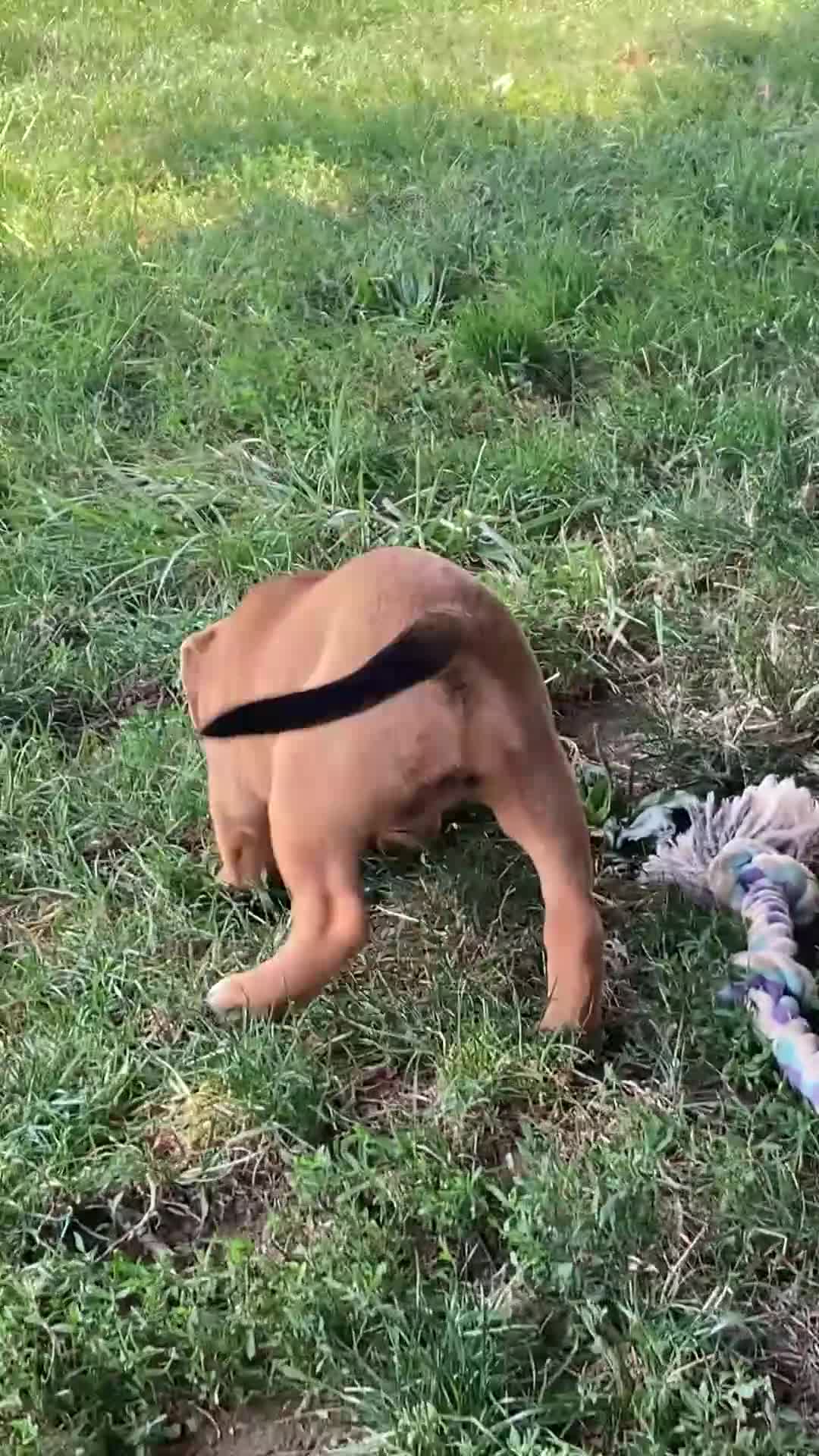 Mixed Breed dogs for sale: Nora - Video 1