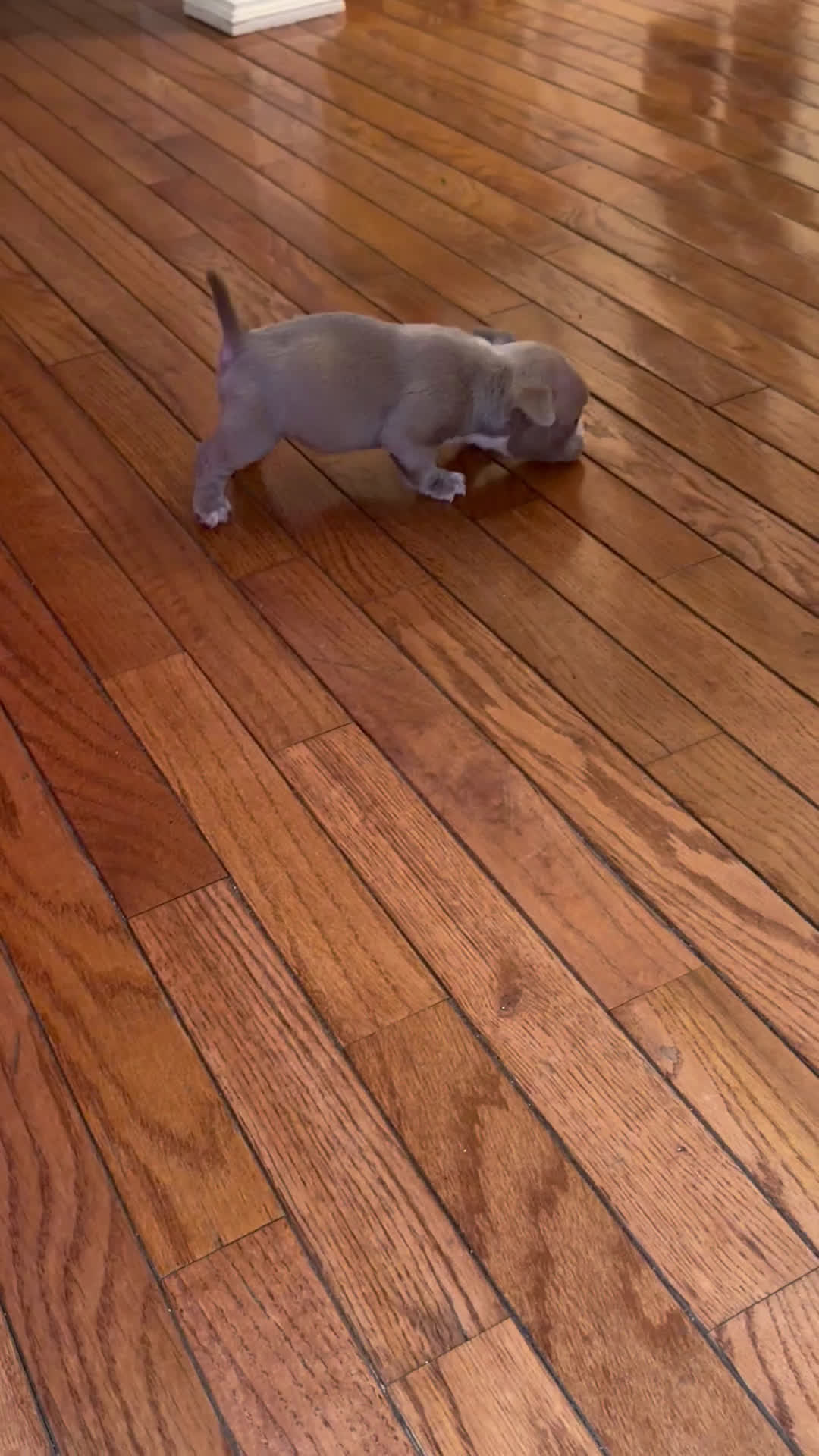 American Bully dogs for sale: American Bully Puppy 2 - Video 1