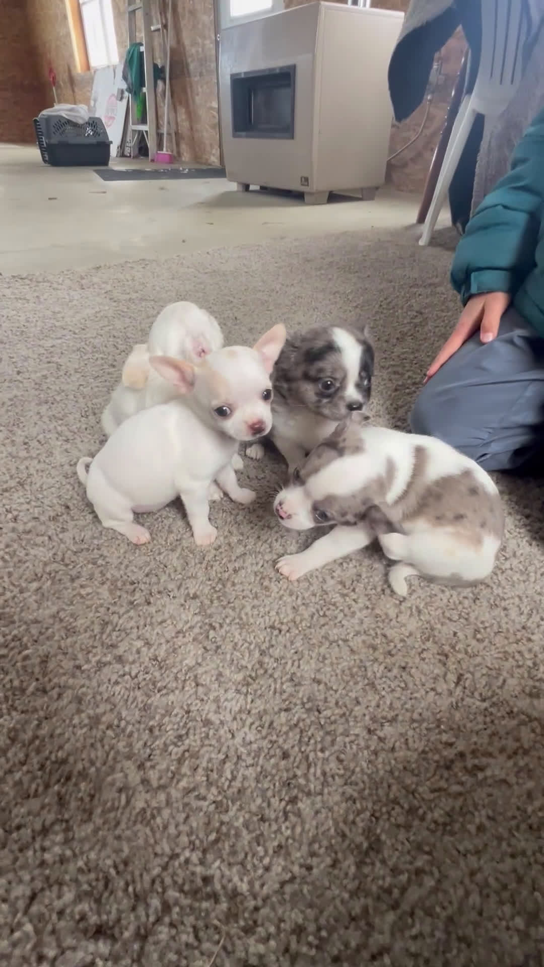 Chihuahua dogs for sale: Blaze - Video 2