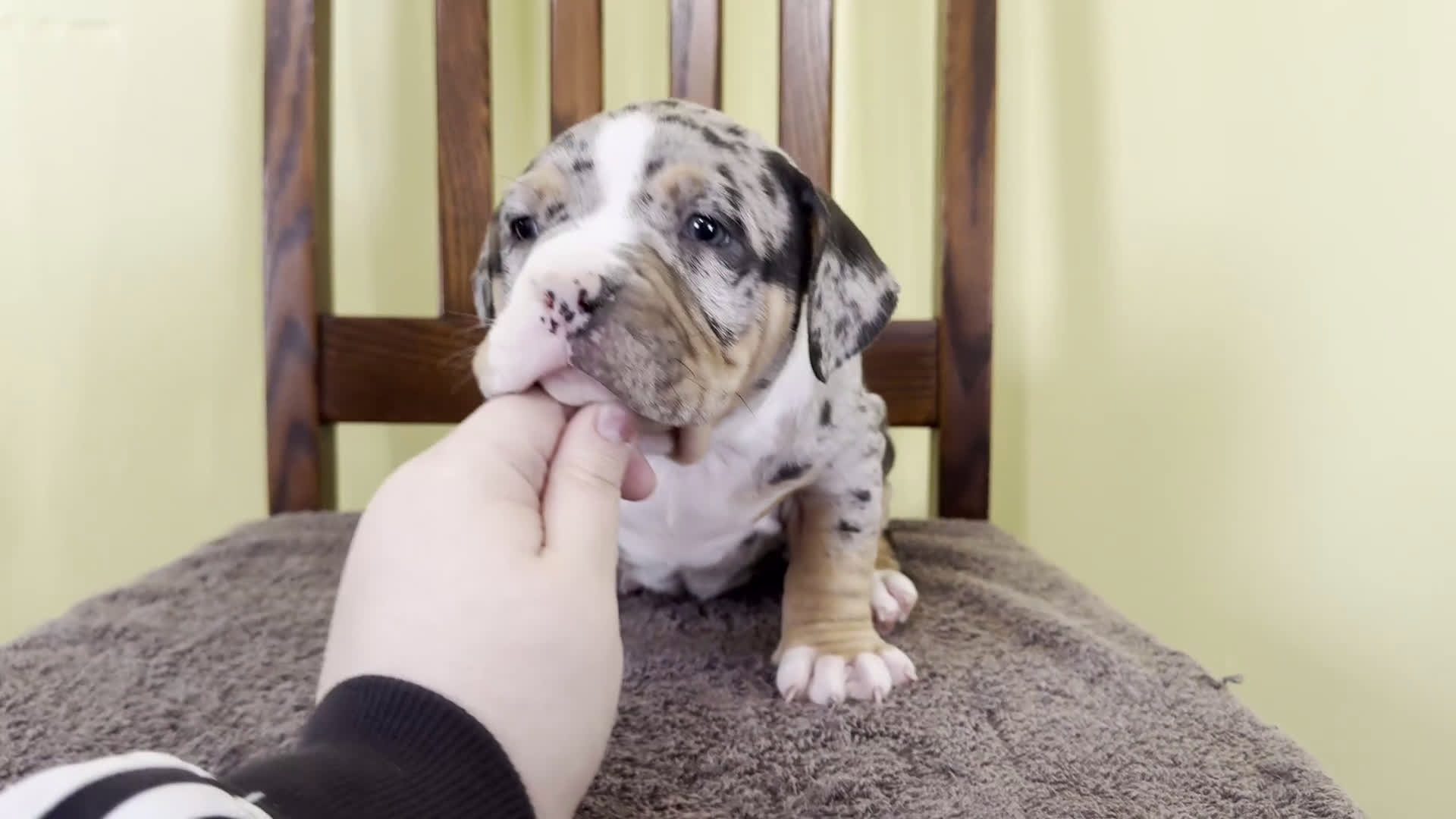 American Bully dogs for sale: Emmy - Video 1