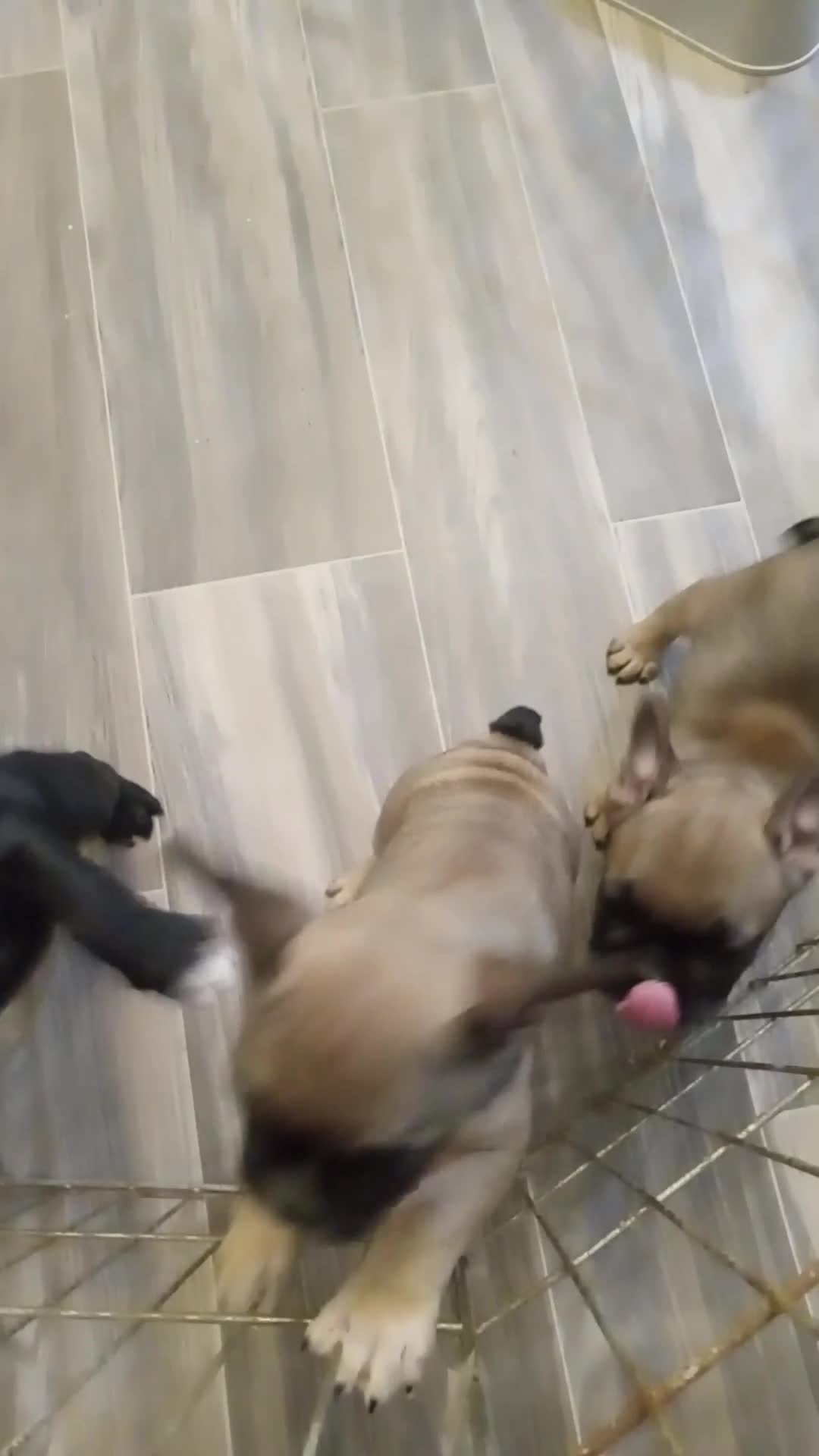 French Bulldog dogs for sale: Chip - Video 1