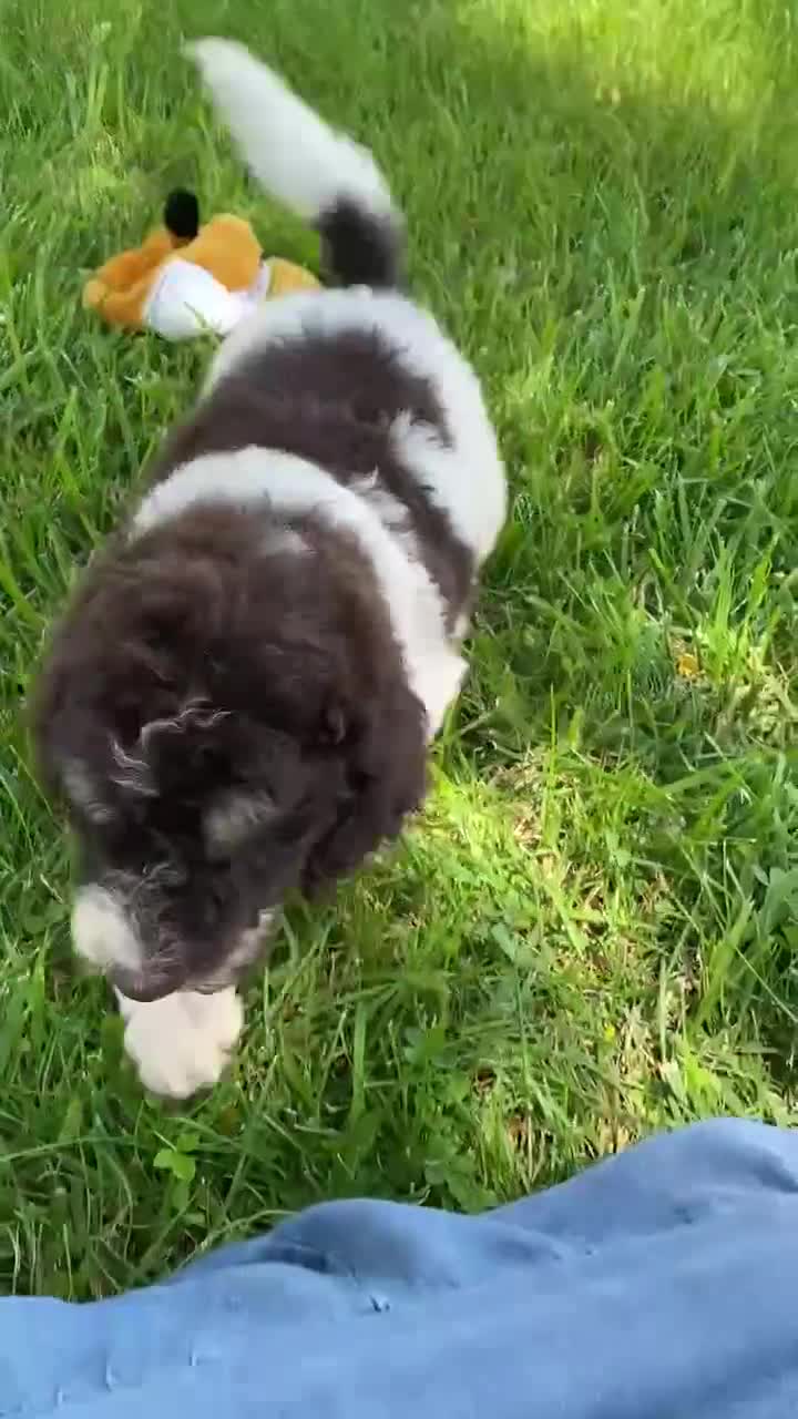 Standard Poodle dogs for sale: Milo - Video 1