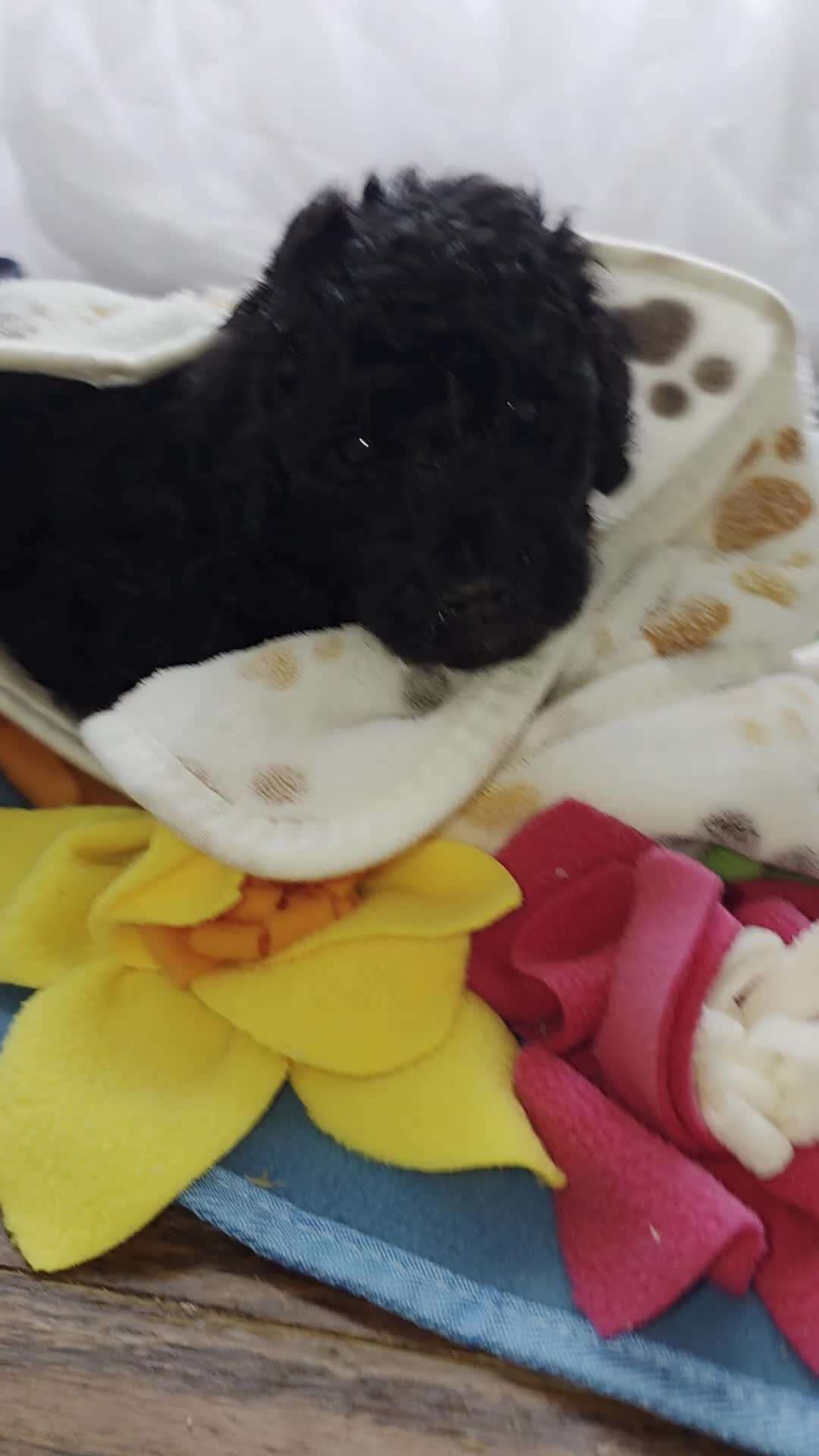 Goldendoodle dogs for sale: Mini Goldendoodle Female - Video 1