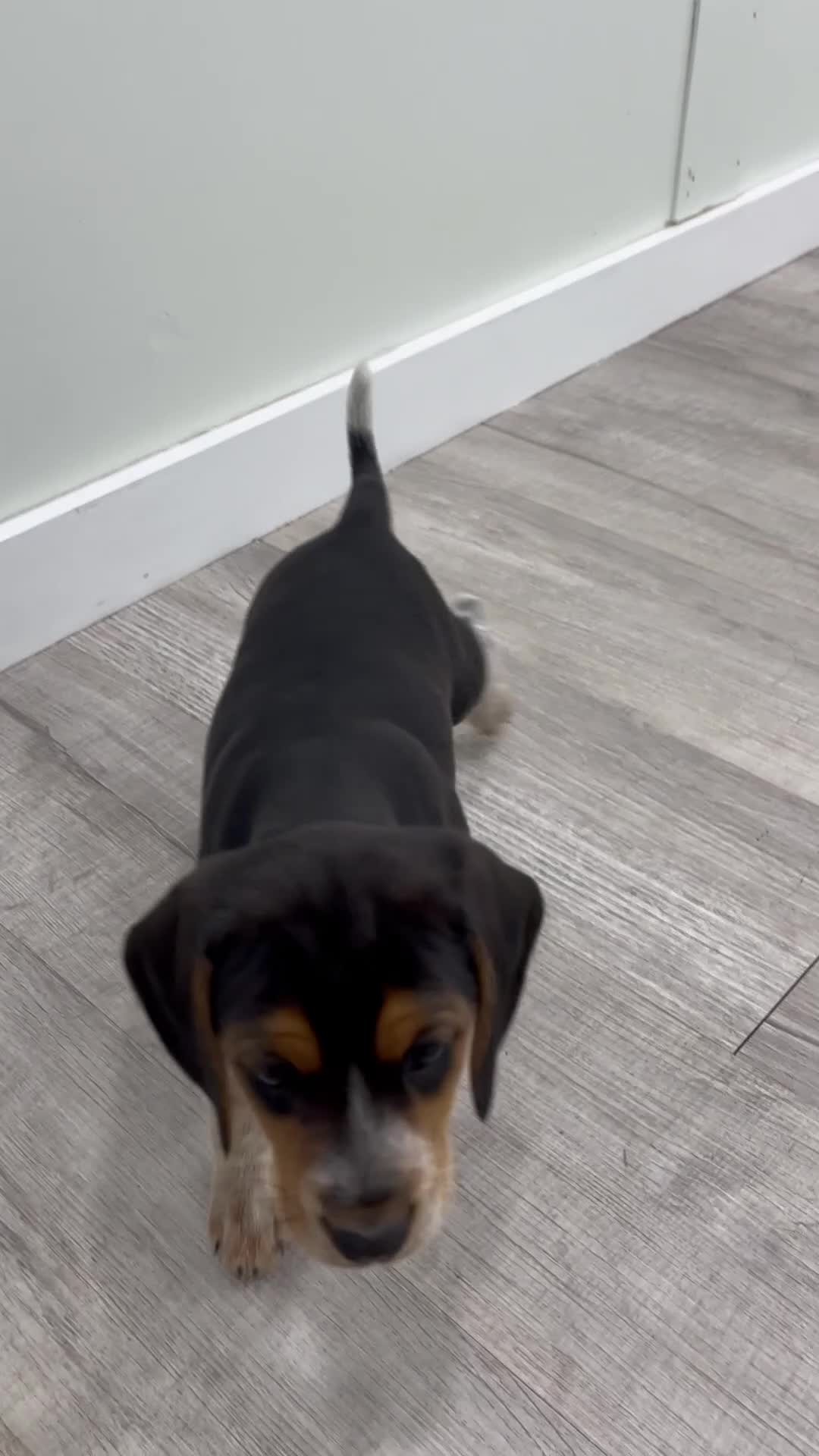 Beagle dogs for sale: Sylvie - Video 1