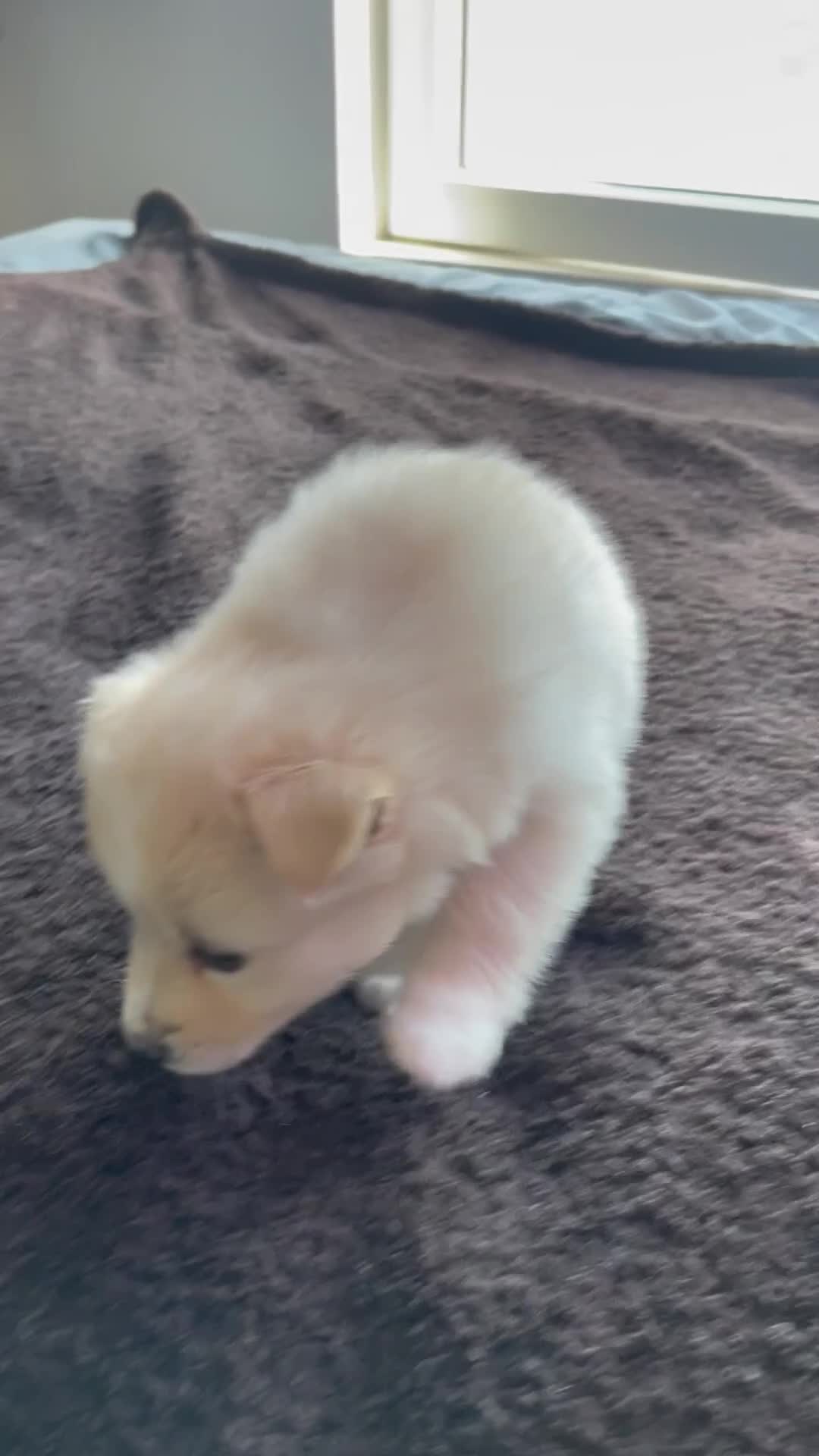 Alaskan Klee Kai dogs for sale: Lady Alona (Lady) - Video 2